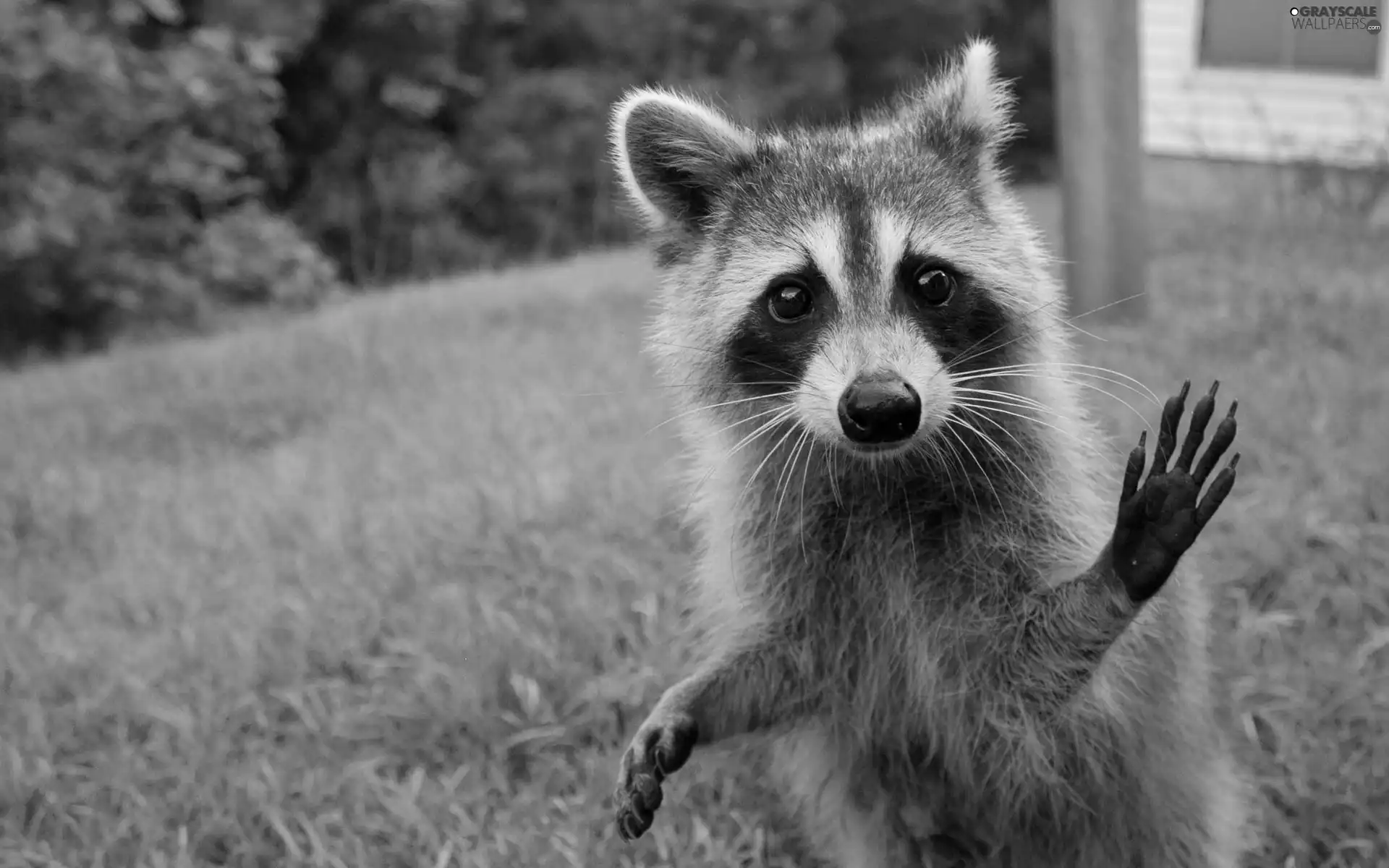 grass, raccoon, feet