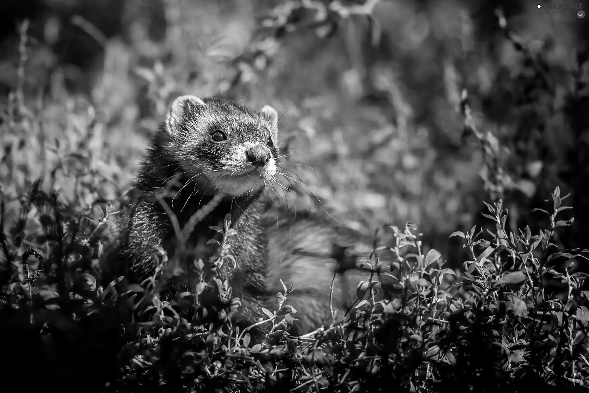 ferret, grass