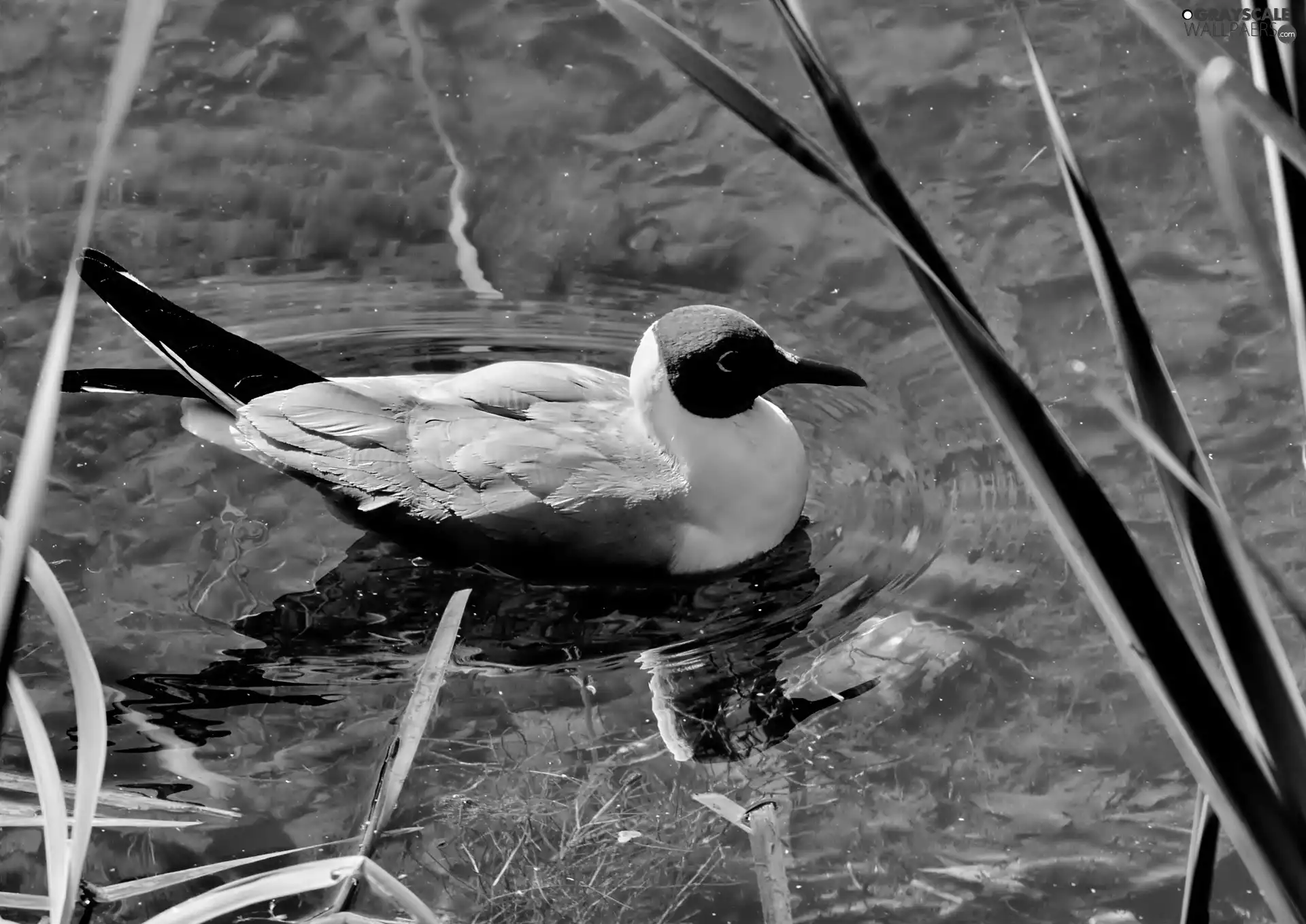 Floating, water, grass, seagull