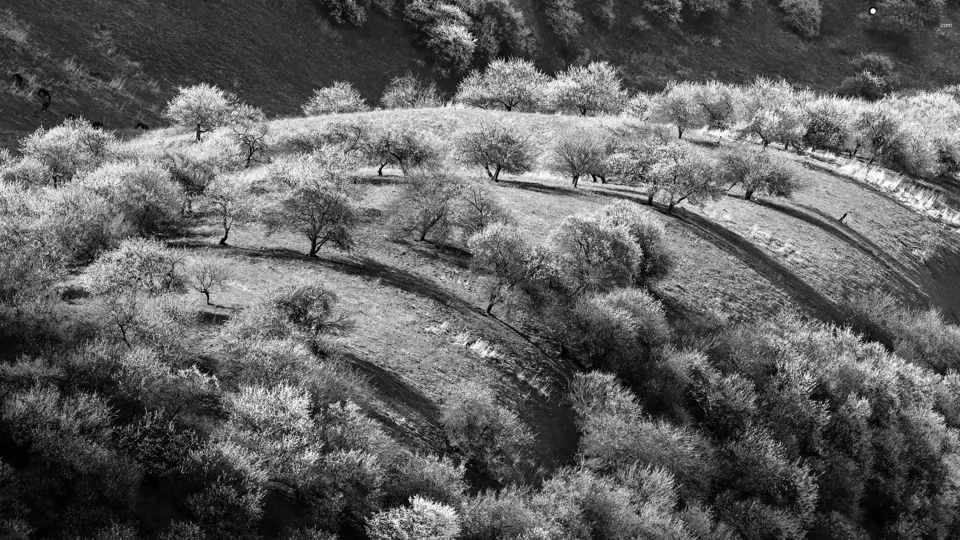 trees, Spring, Green, grass, viewes, Flourished