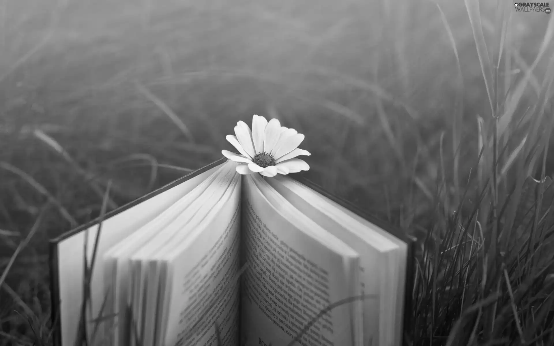 grass, Book, Flower