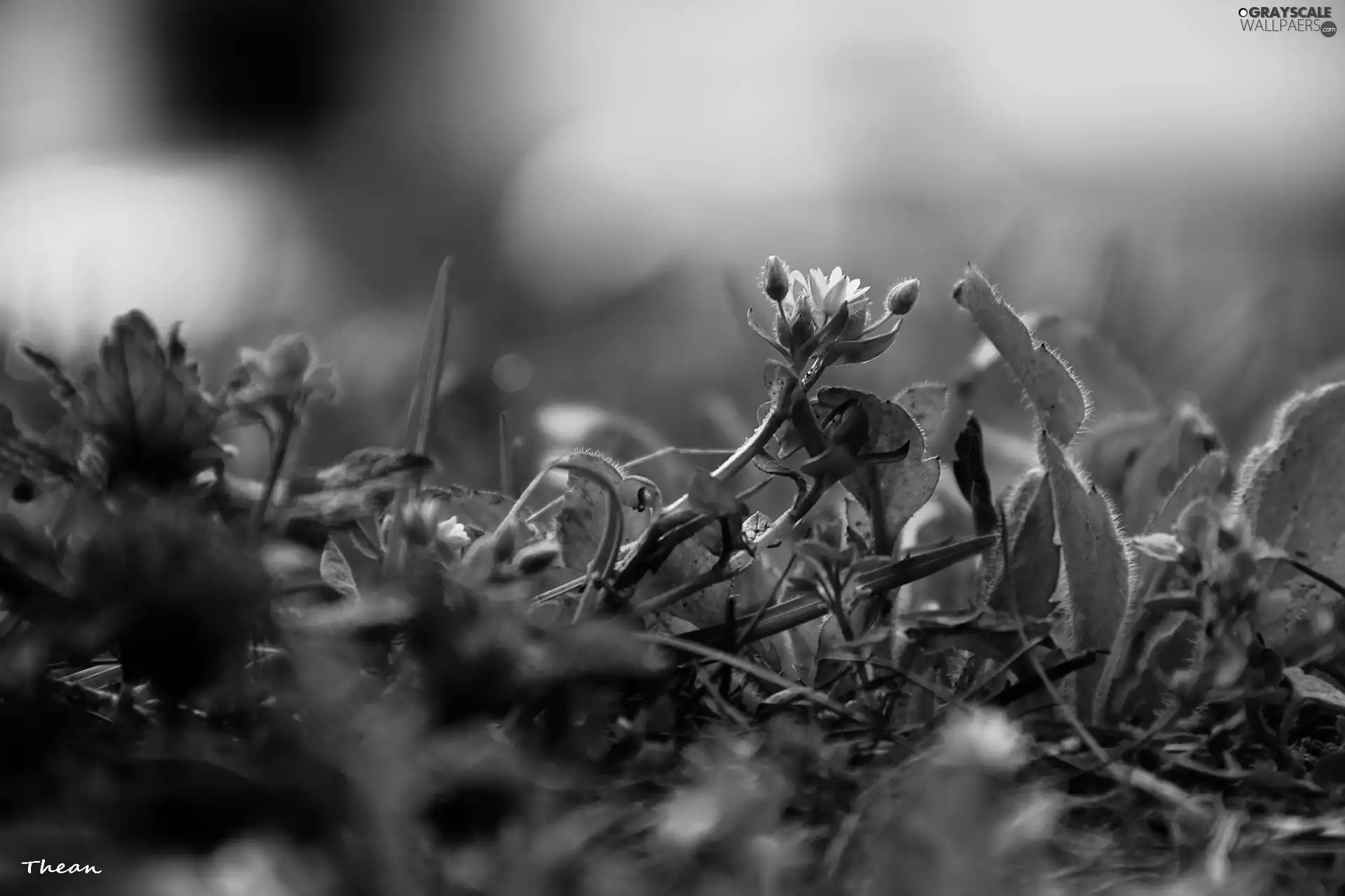 grass, Little, Flower