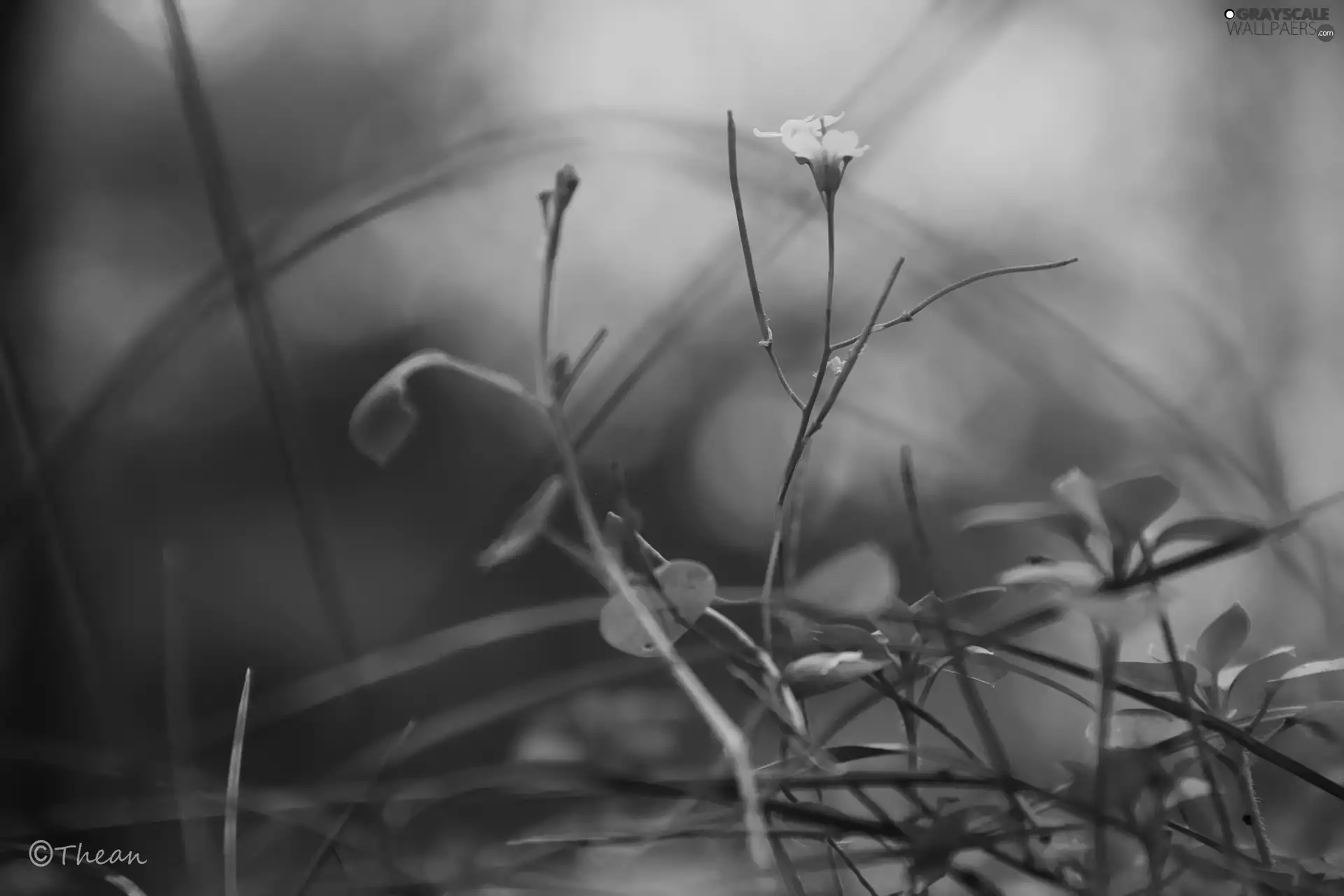 grass, White, Flower