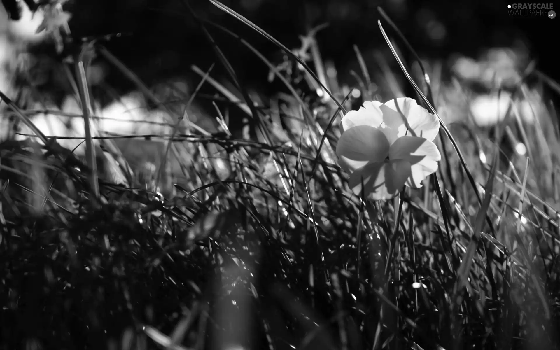 grass, Yellow, Flower