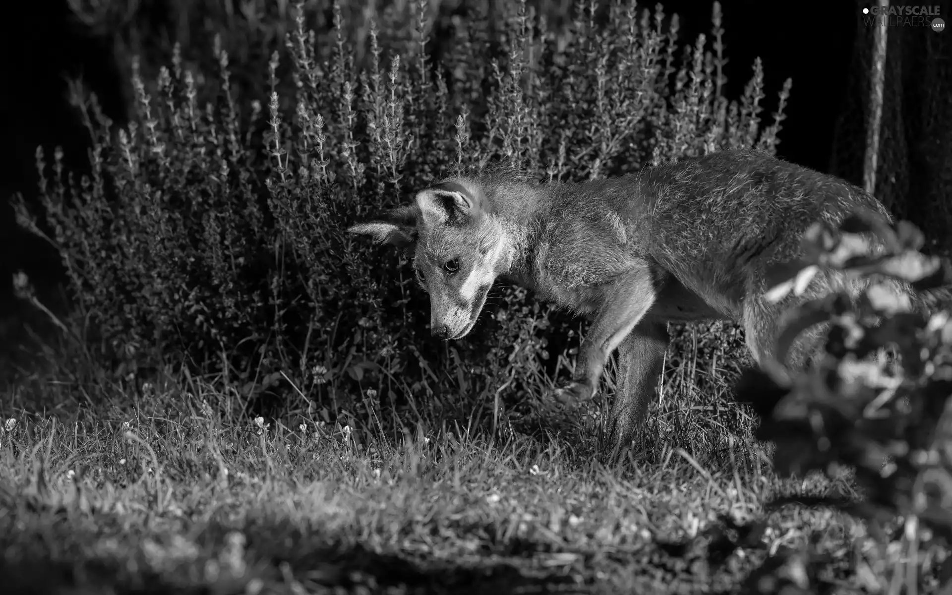 grass, Fox, Flowers
