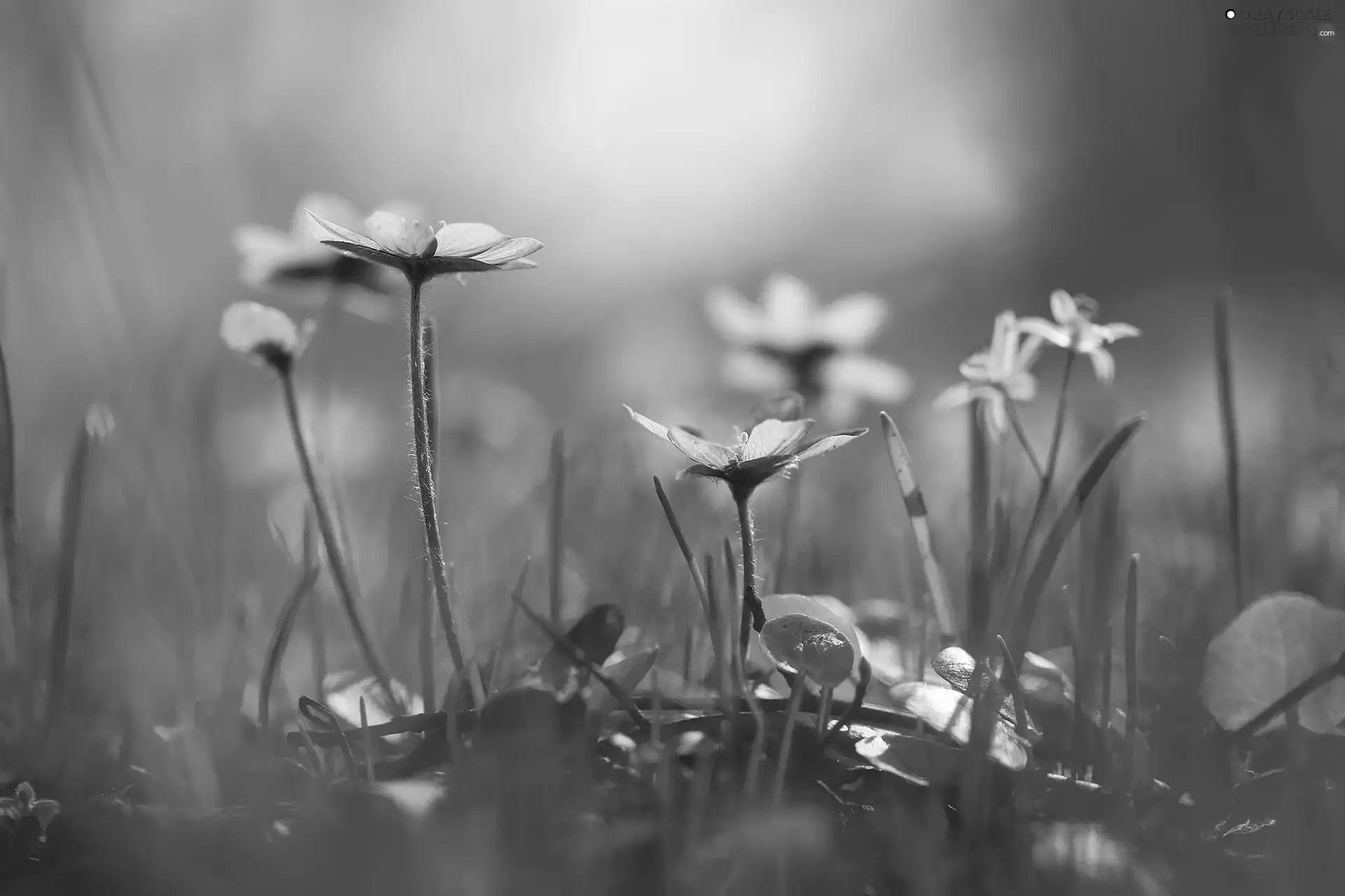 grass, Liverworts, Flowers
