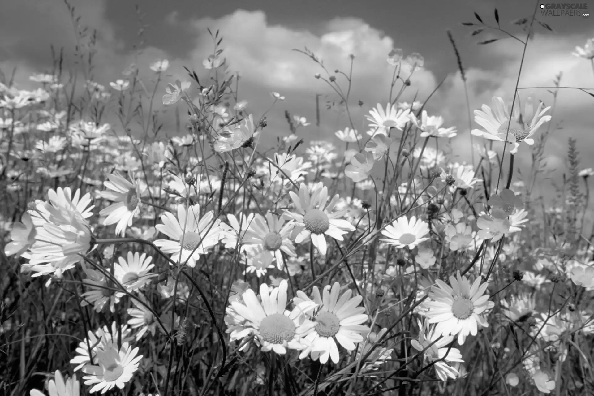 grass, Sky, Flowers