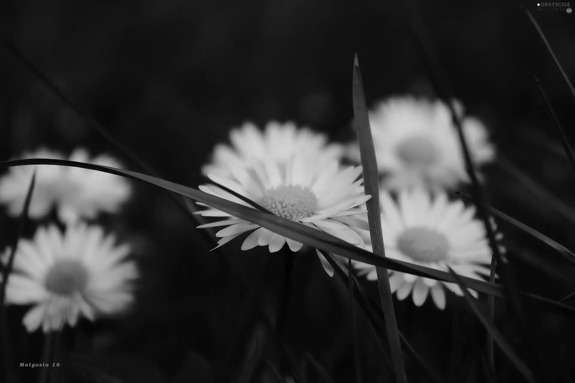 Flowers, Spring, grass, daisies