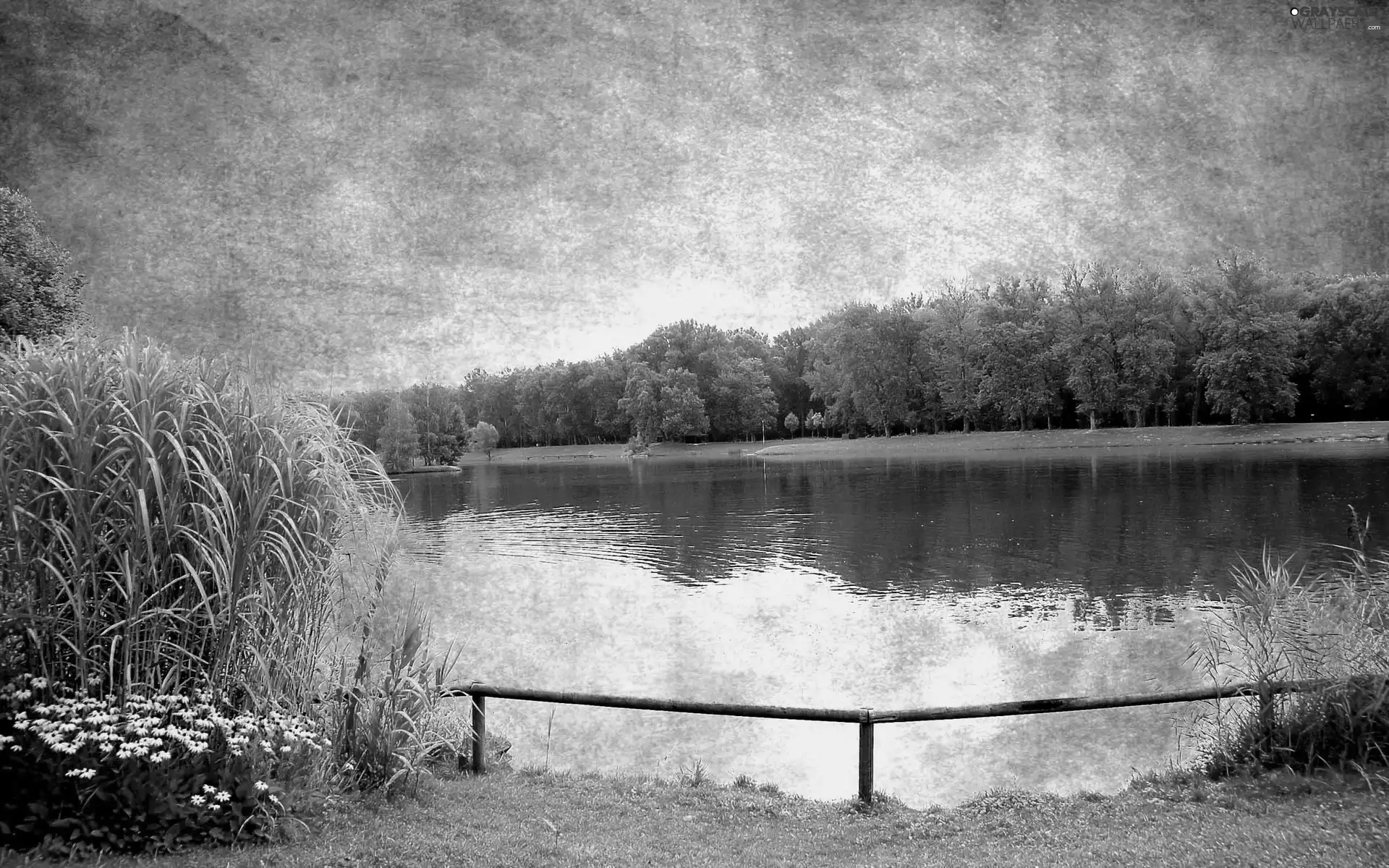 grass, lake, forest