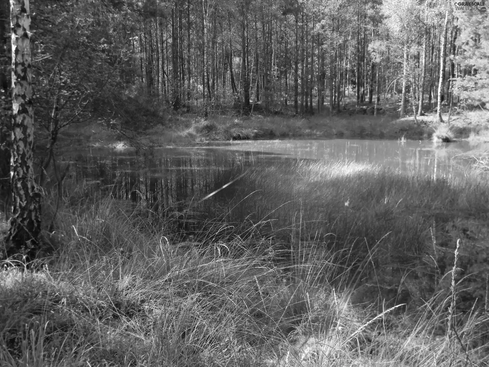 grass, Mire, forest