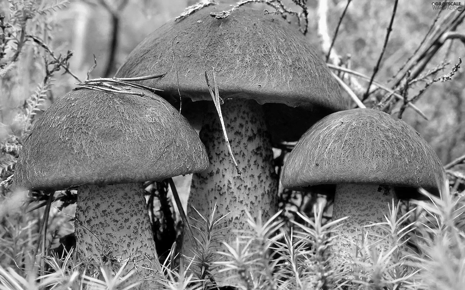 grass, mushrooms, forest