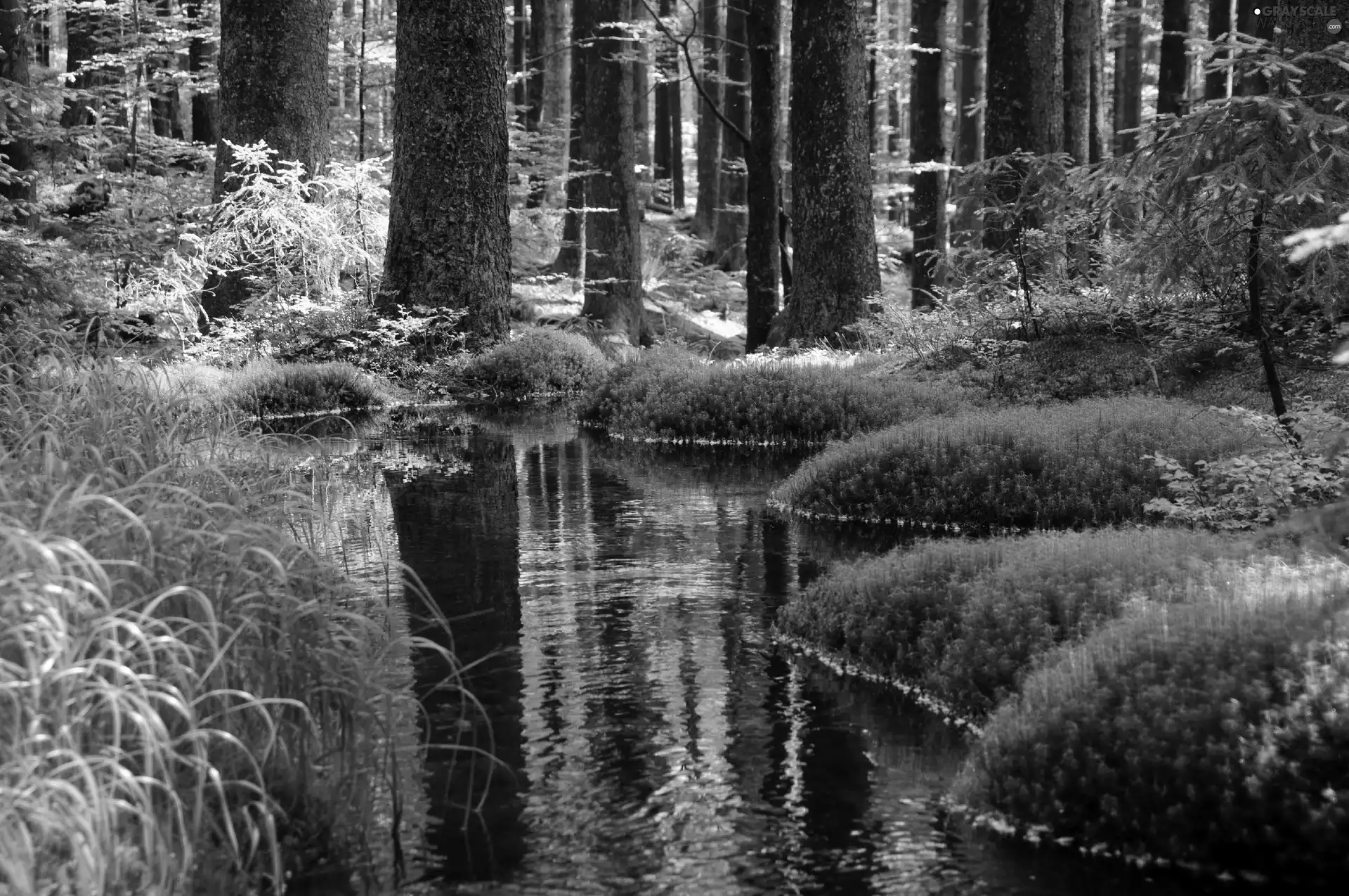 grass, River, forest