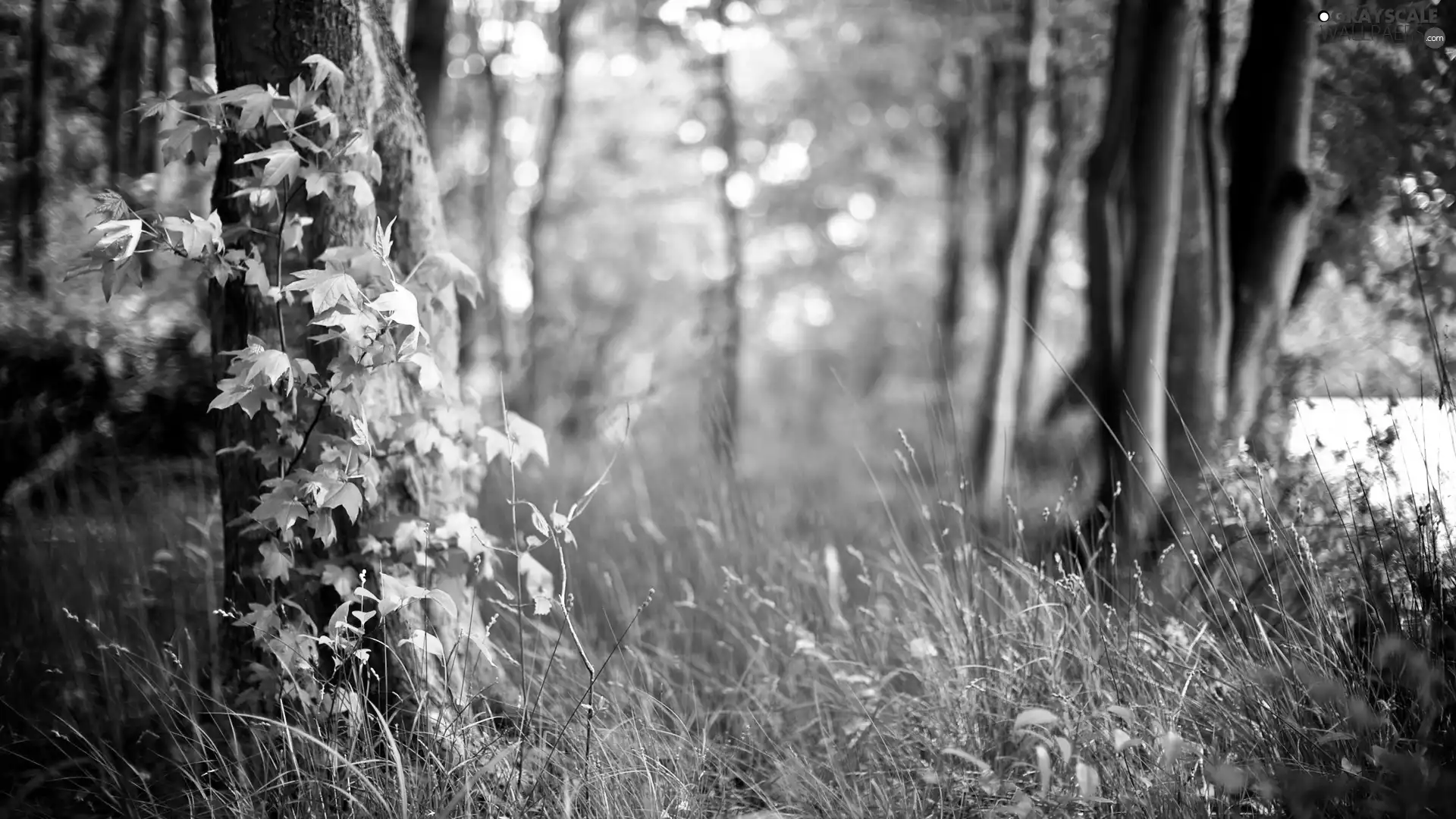 grass, forest, viewes, Stems, trees