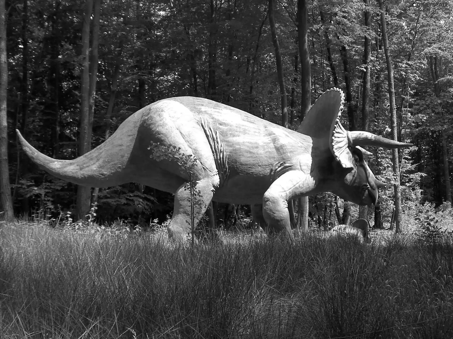 grass, Triceratops, forest
