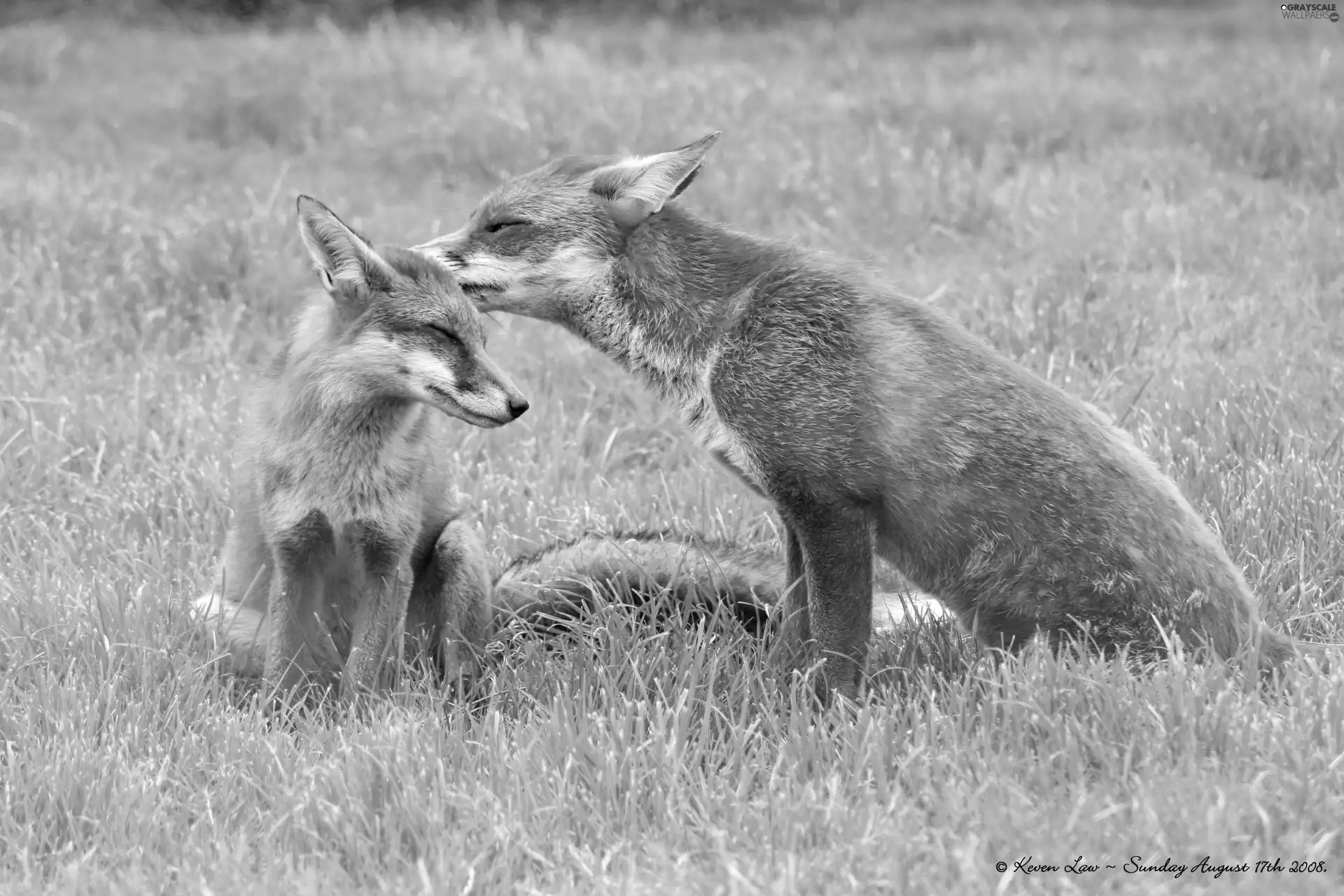 fox, grass