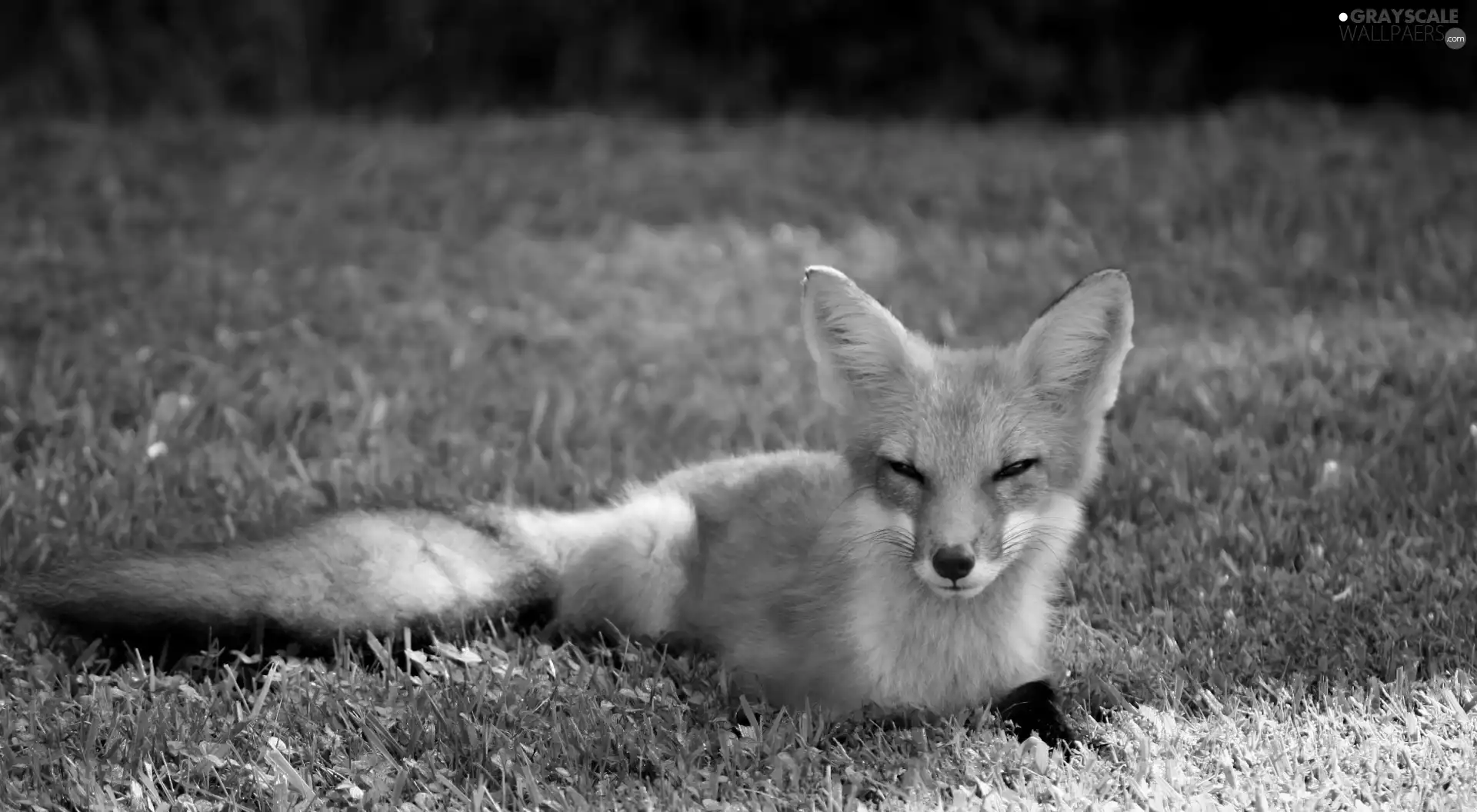 fox, grass