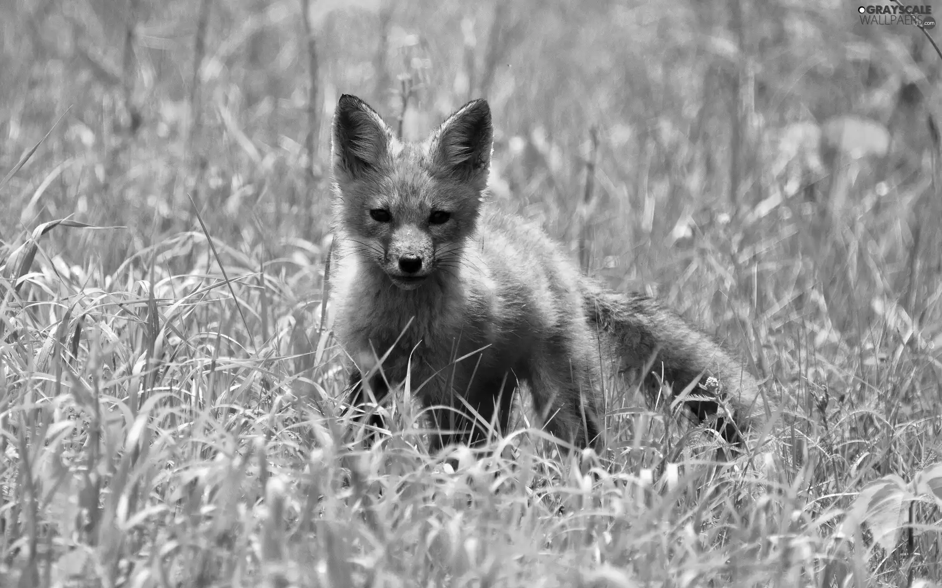 fox, grass