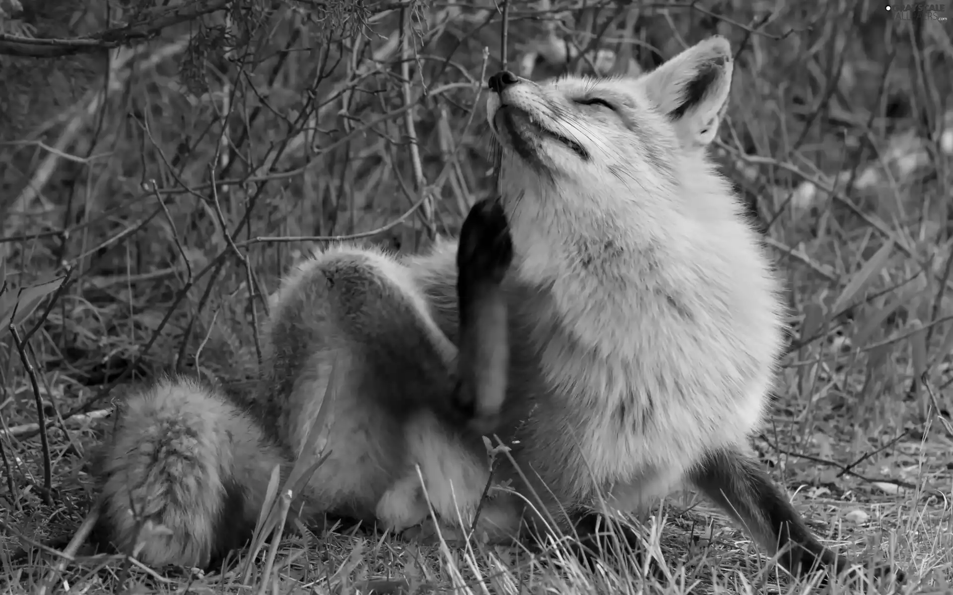 fox, grass