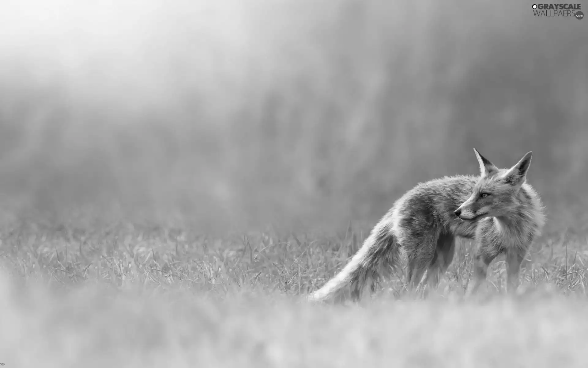 grass, ginger, Fox
