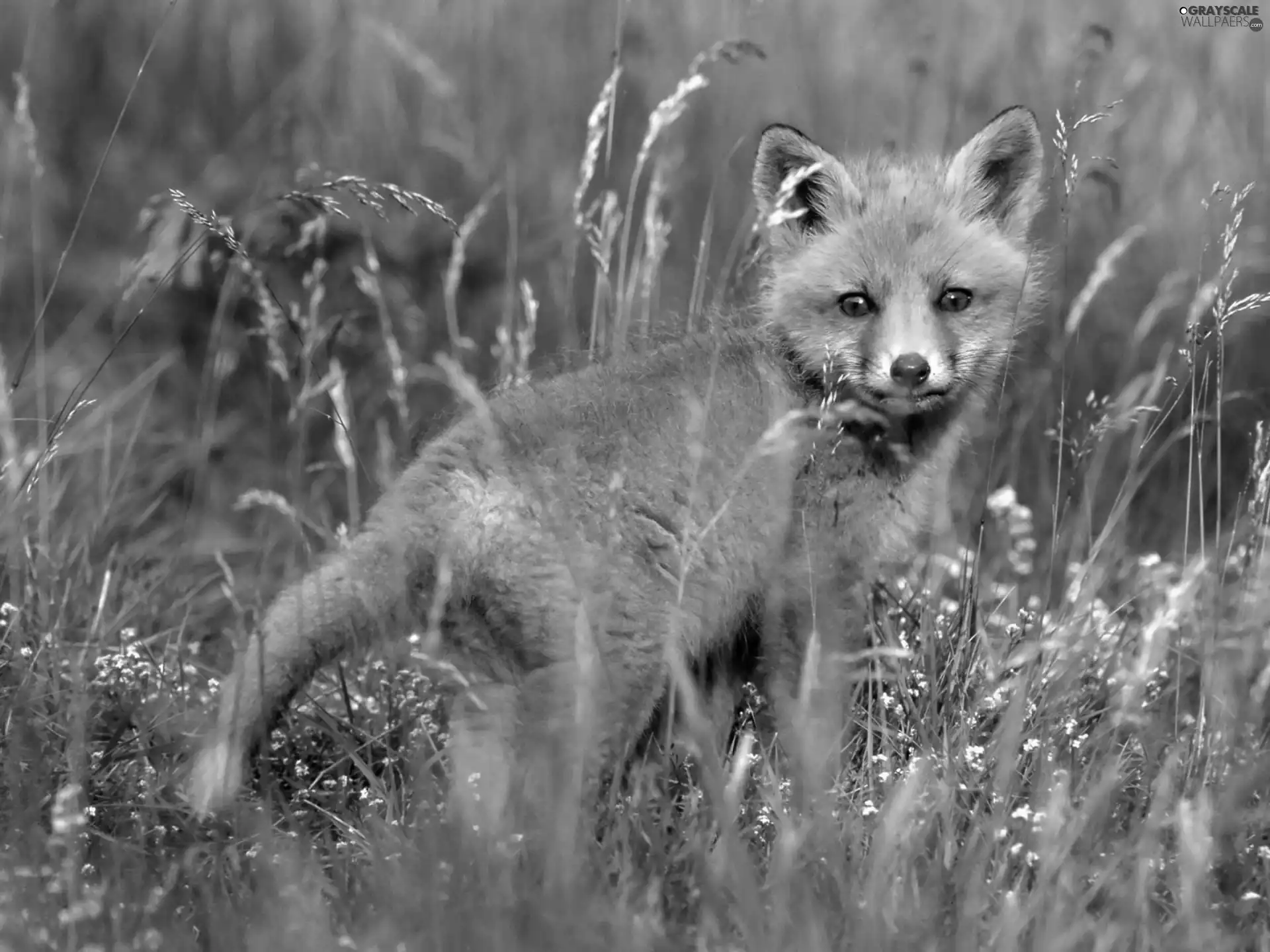 grass, ginger, fox