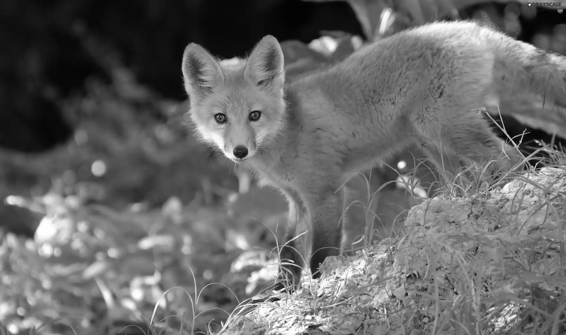 grass, ginger, fox