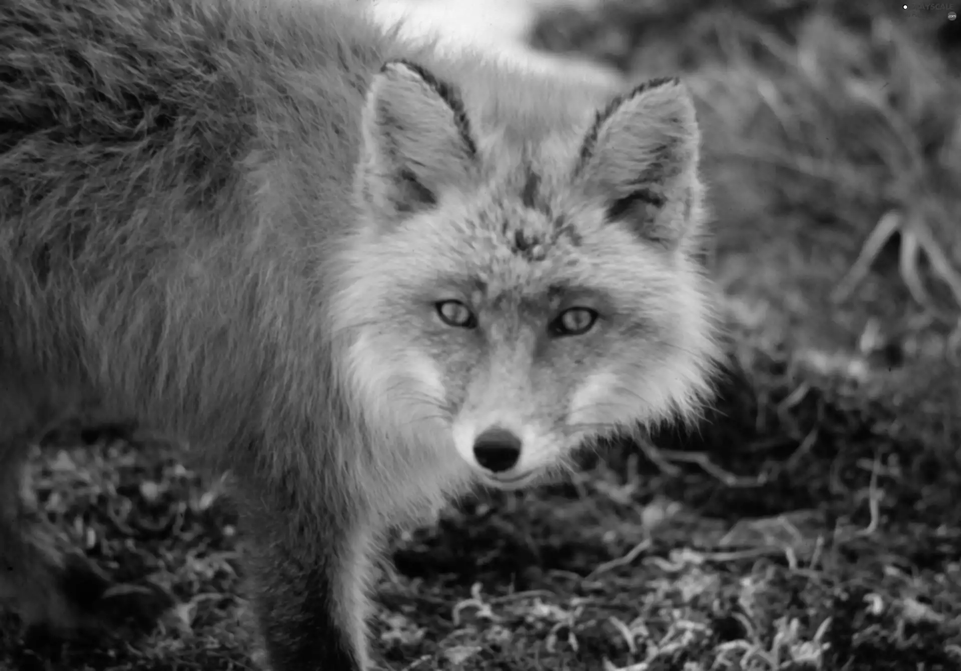 grass, ginger, fox