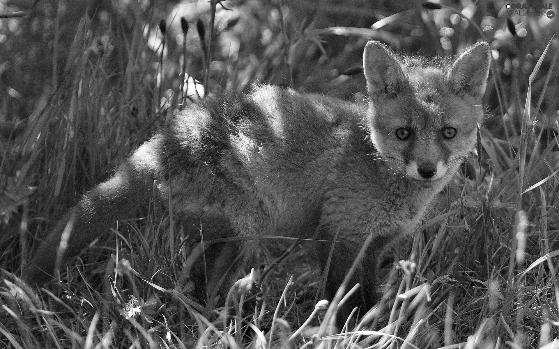 grass, young, fox
