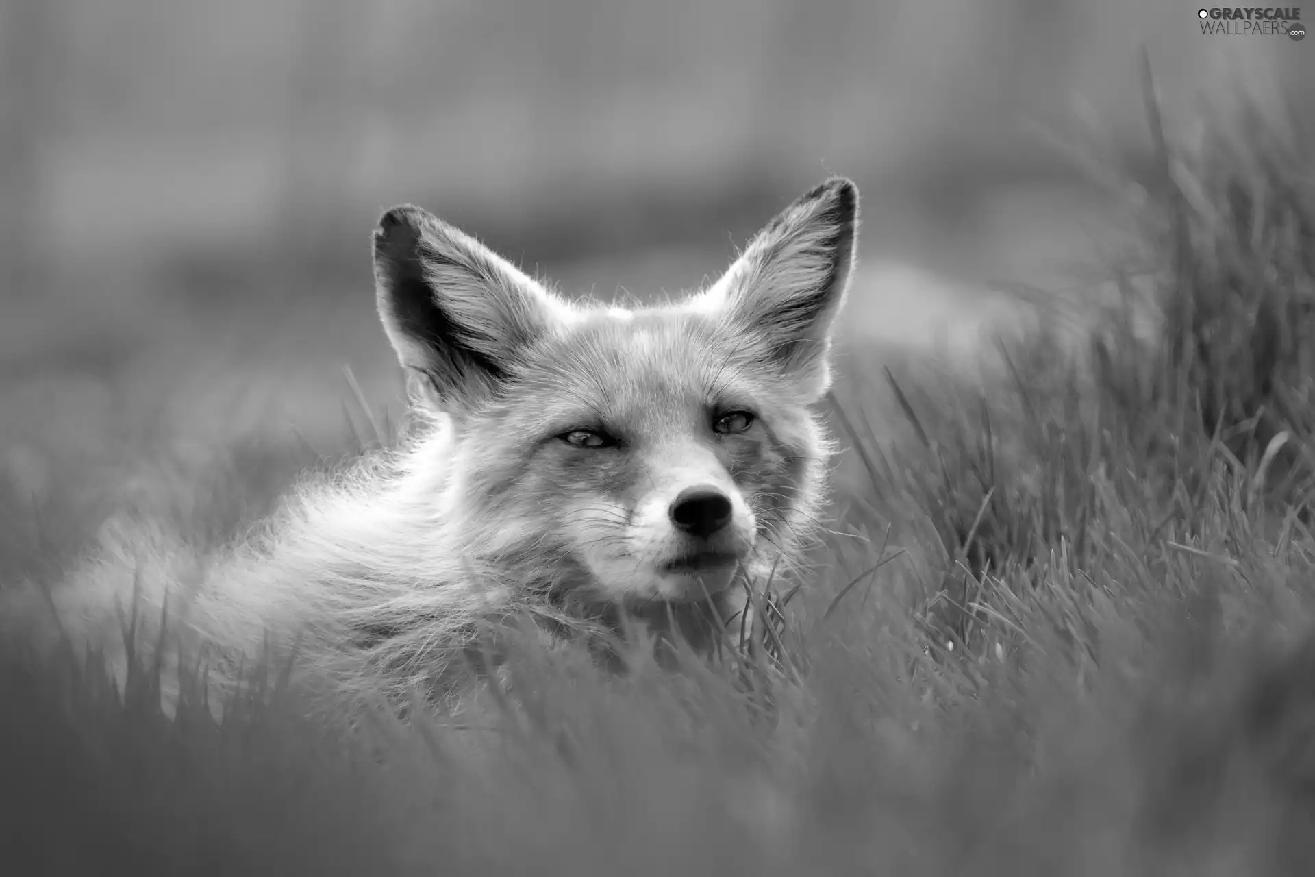 fox, grass