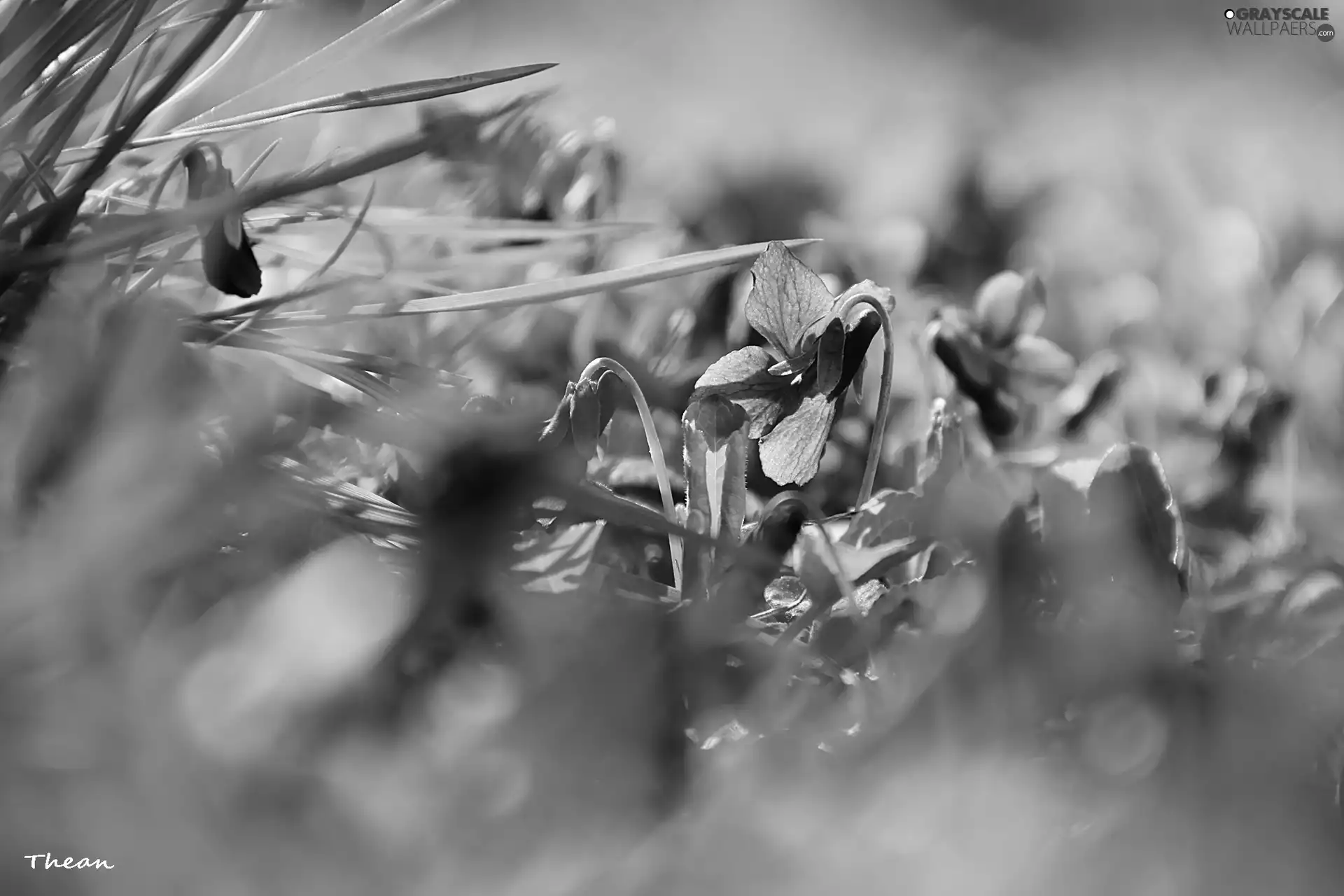 Spring, fragrant violets, grass