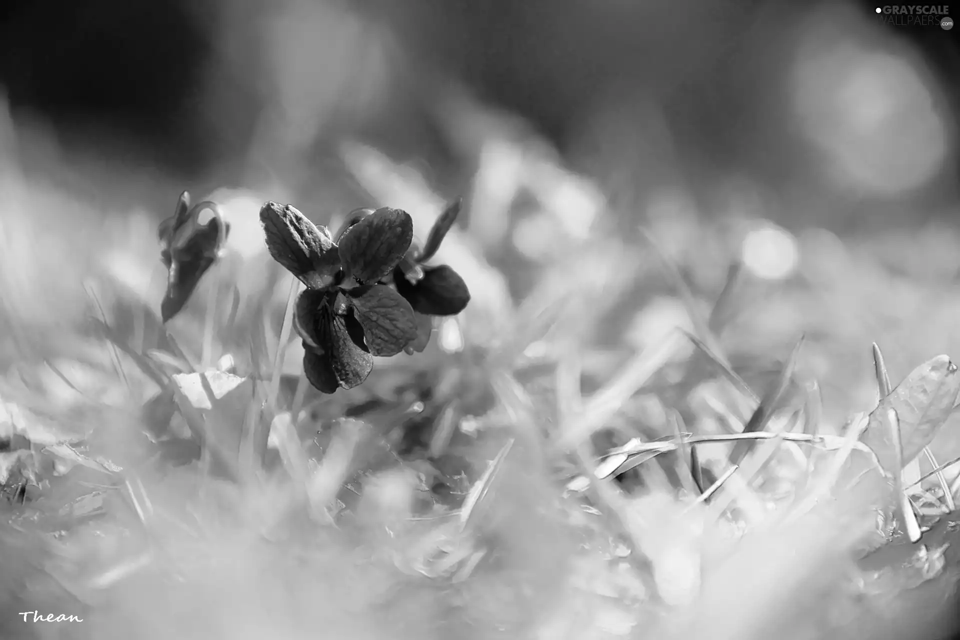 Spring, fragrant violets, grass