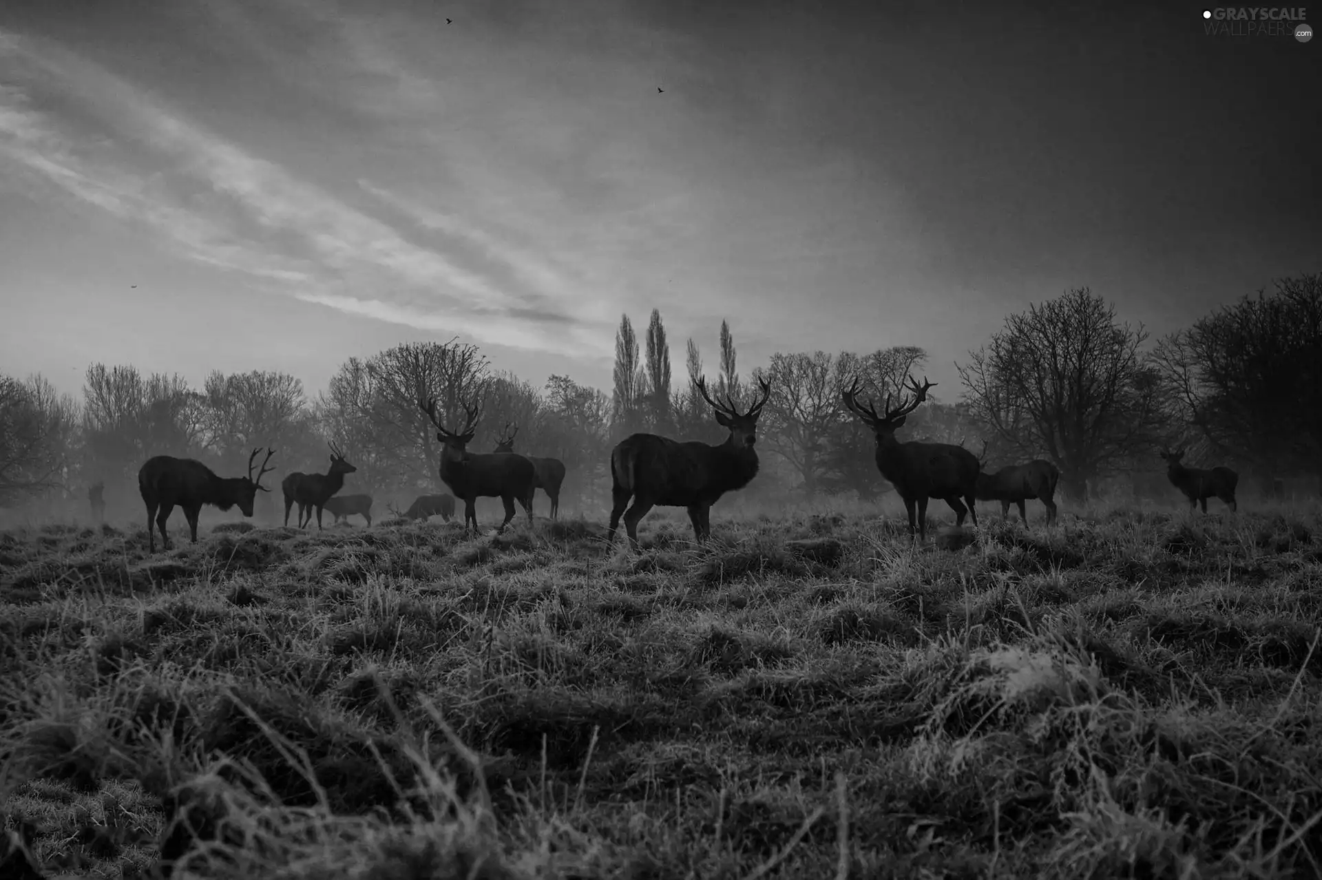 grass, White frost, sun, Deer, east