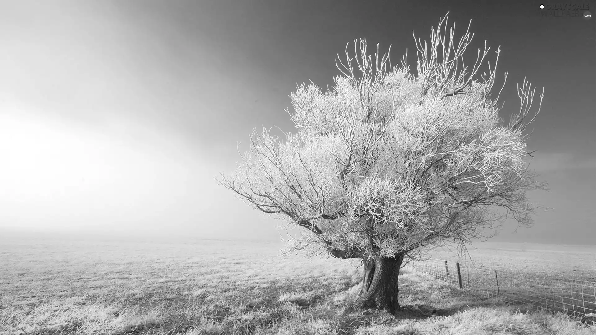 grass, trees, frosted