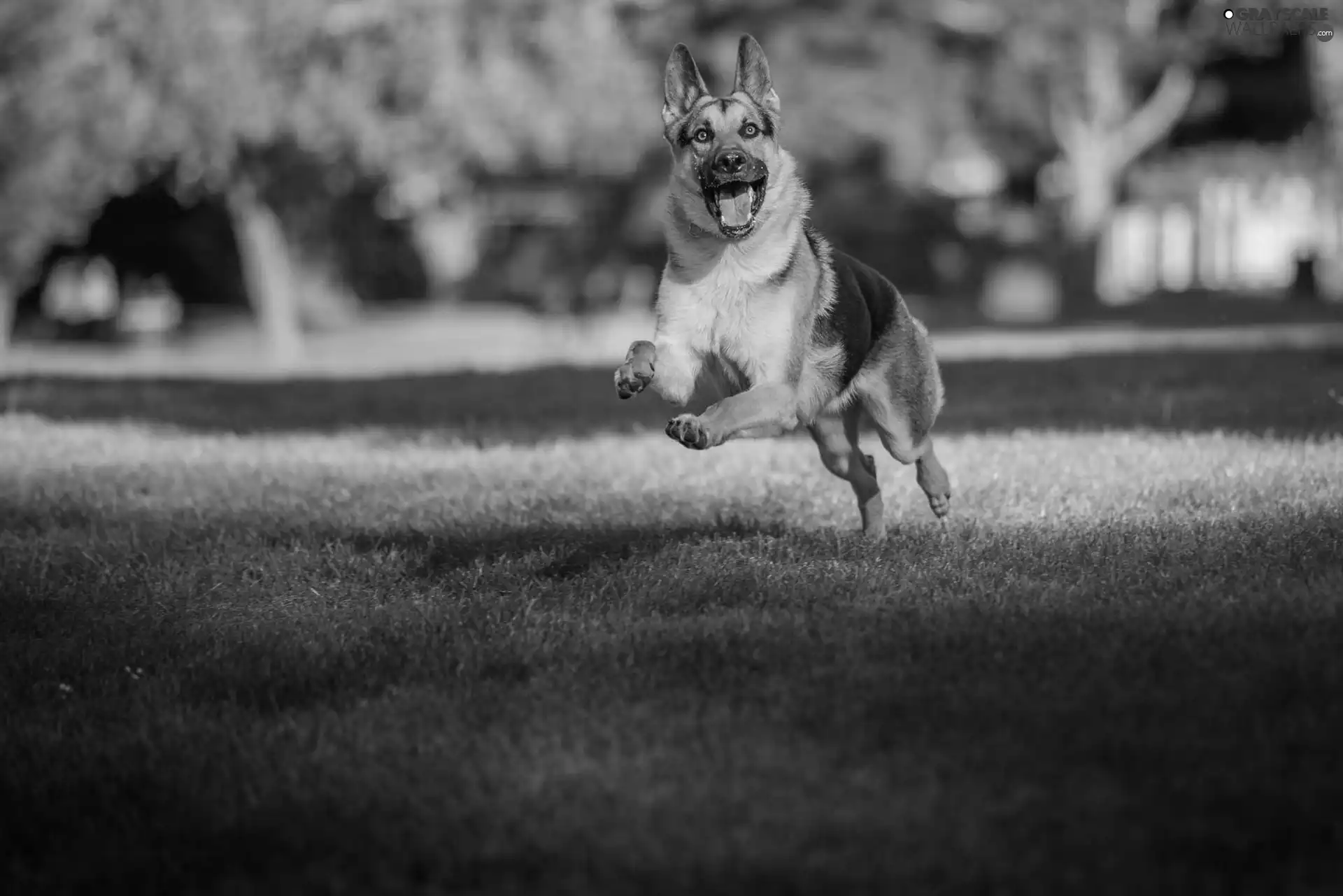 grass, dog, gear