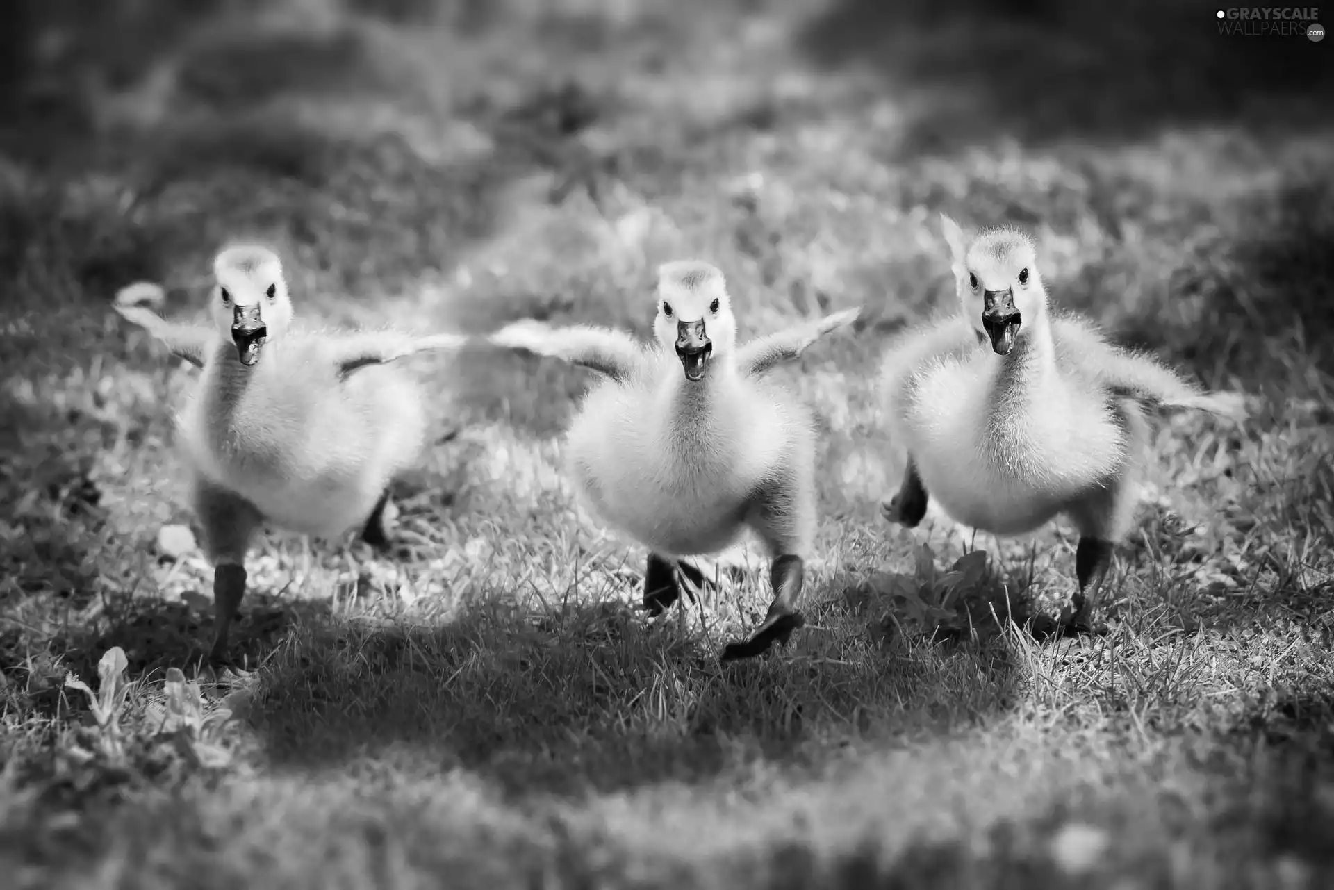 grass, geese, gear