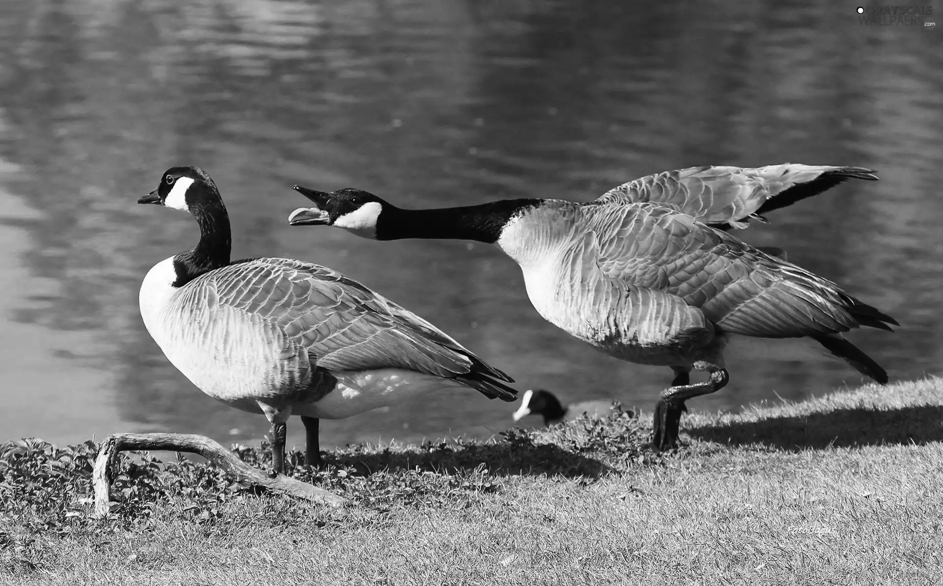 geese, water, grass, Steam