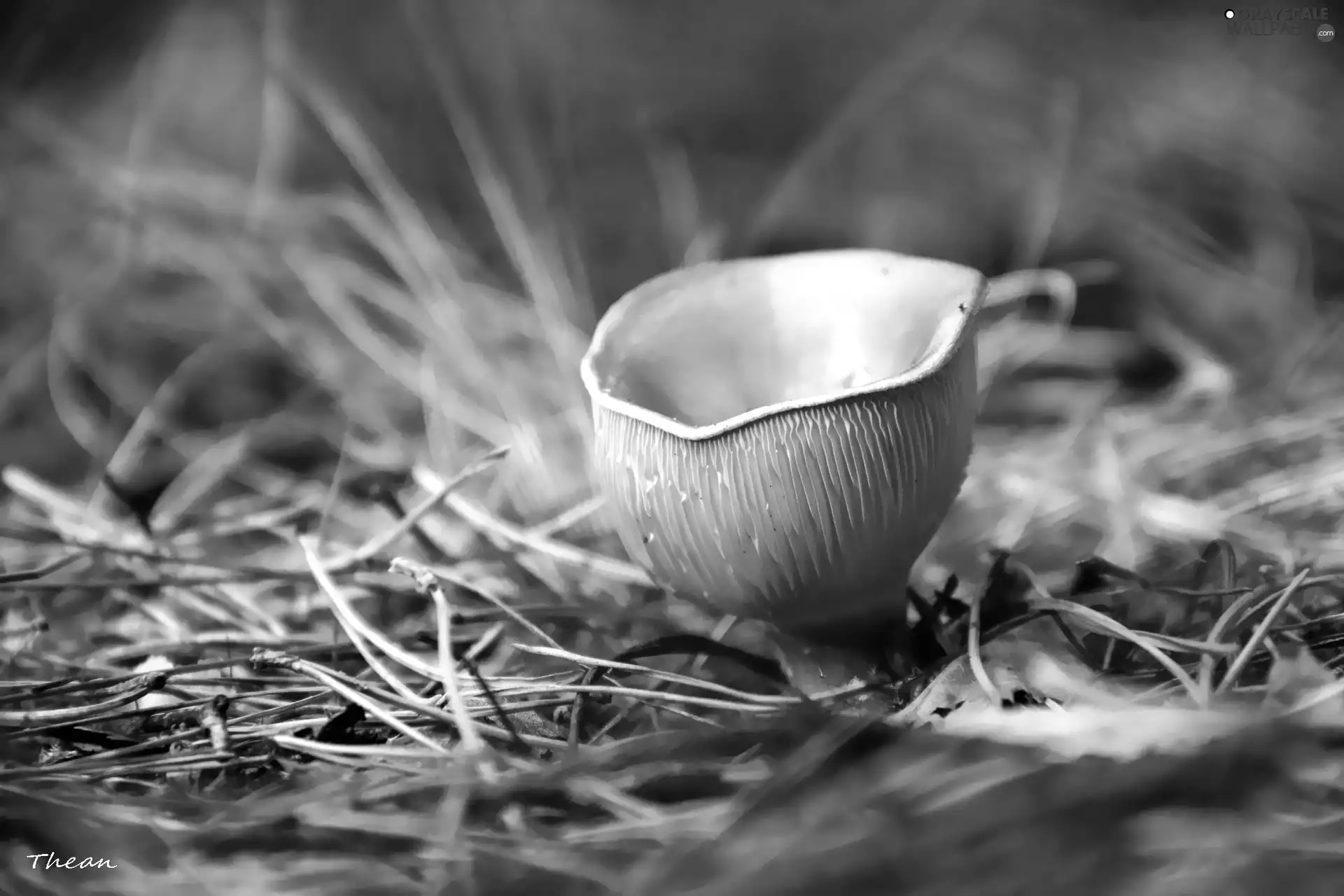 grass, Mushrooms, Gills