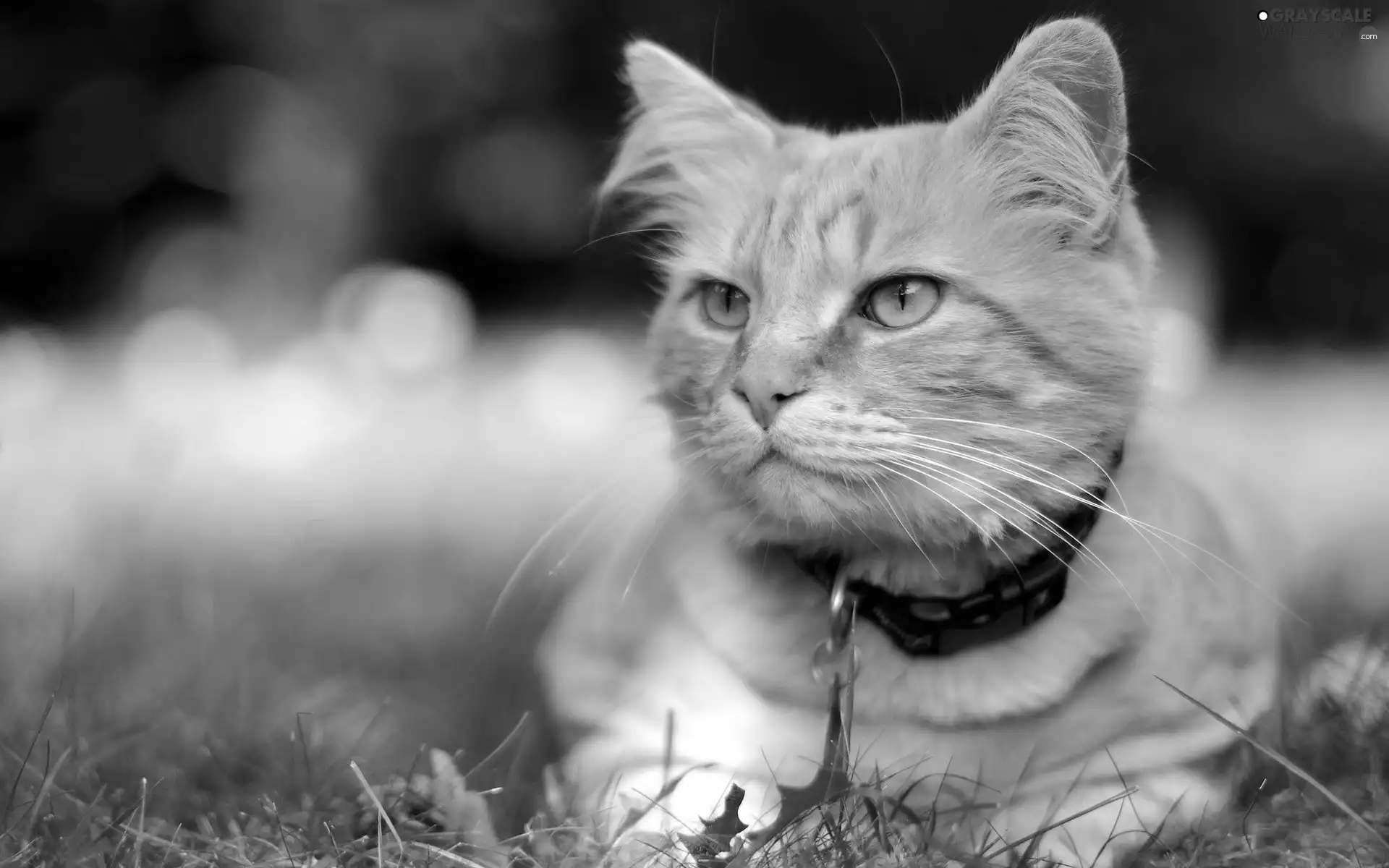 ginger, Meadow, grass, kitten