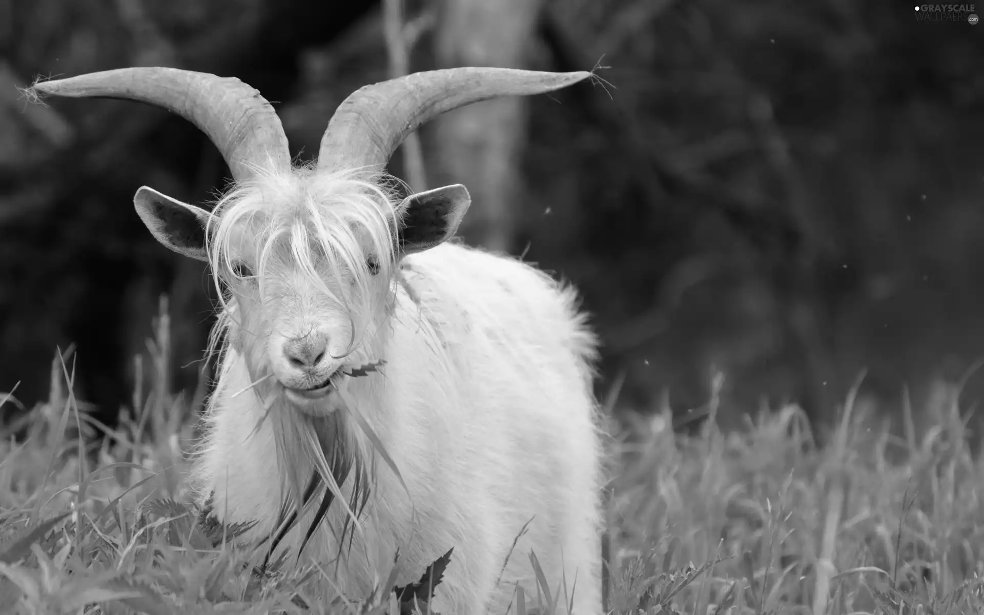 goat, grass
