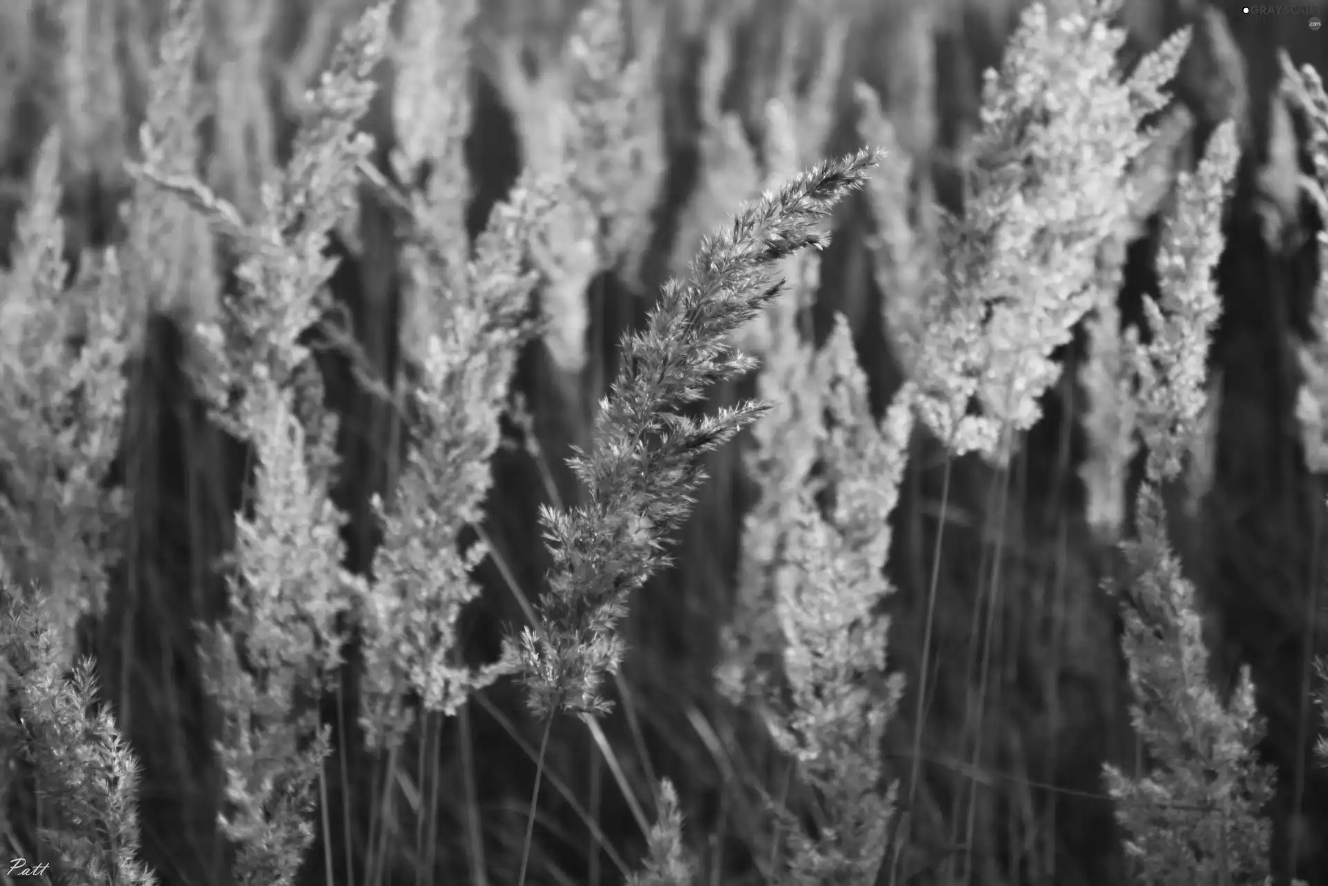 Golden, grass