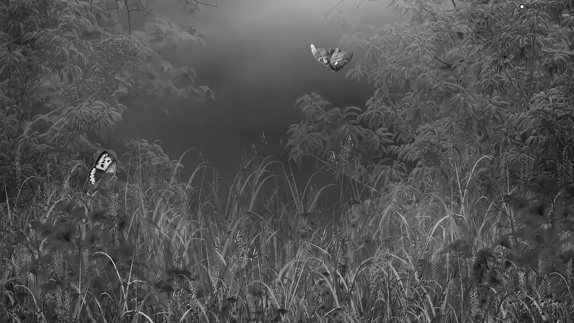 graphics, lilies, grass, butterflies