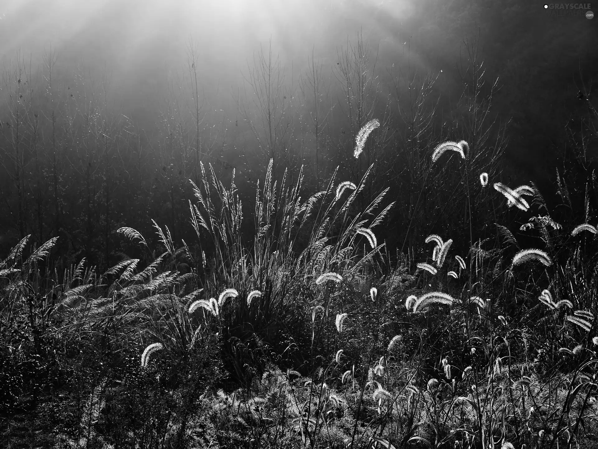 grass, Meadow, grass