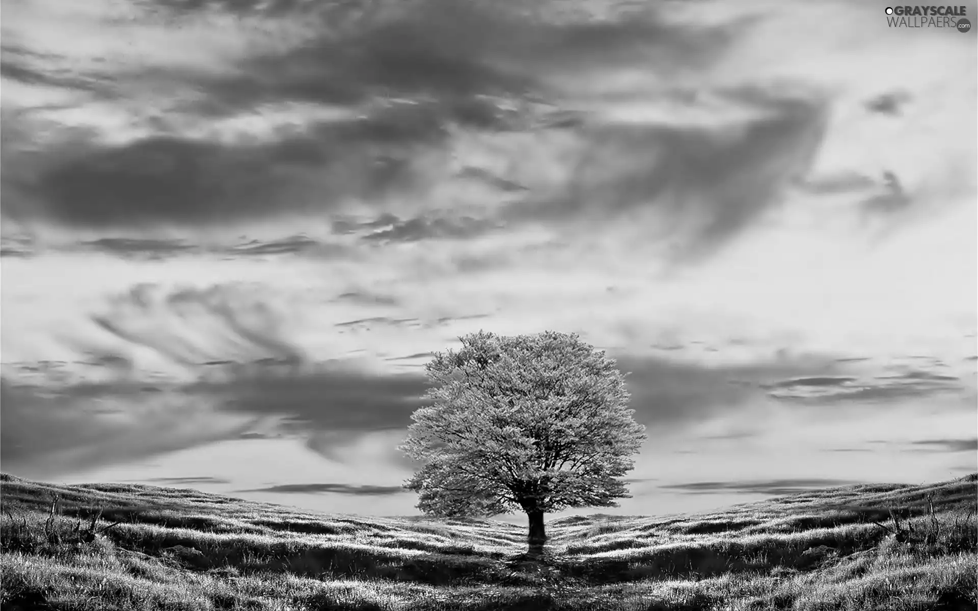 trees, hills, grass, Great Sunsets