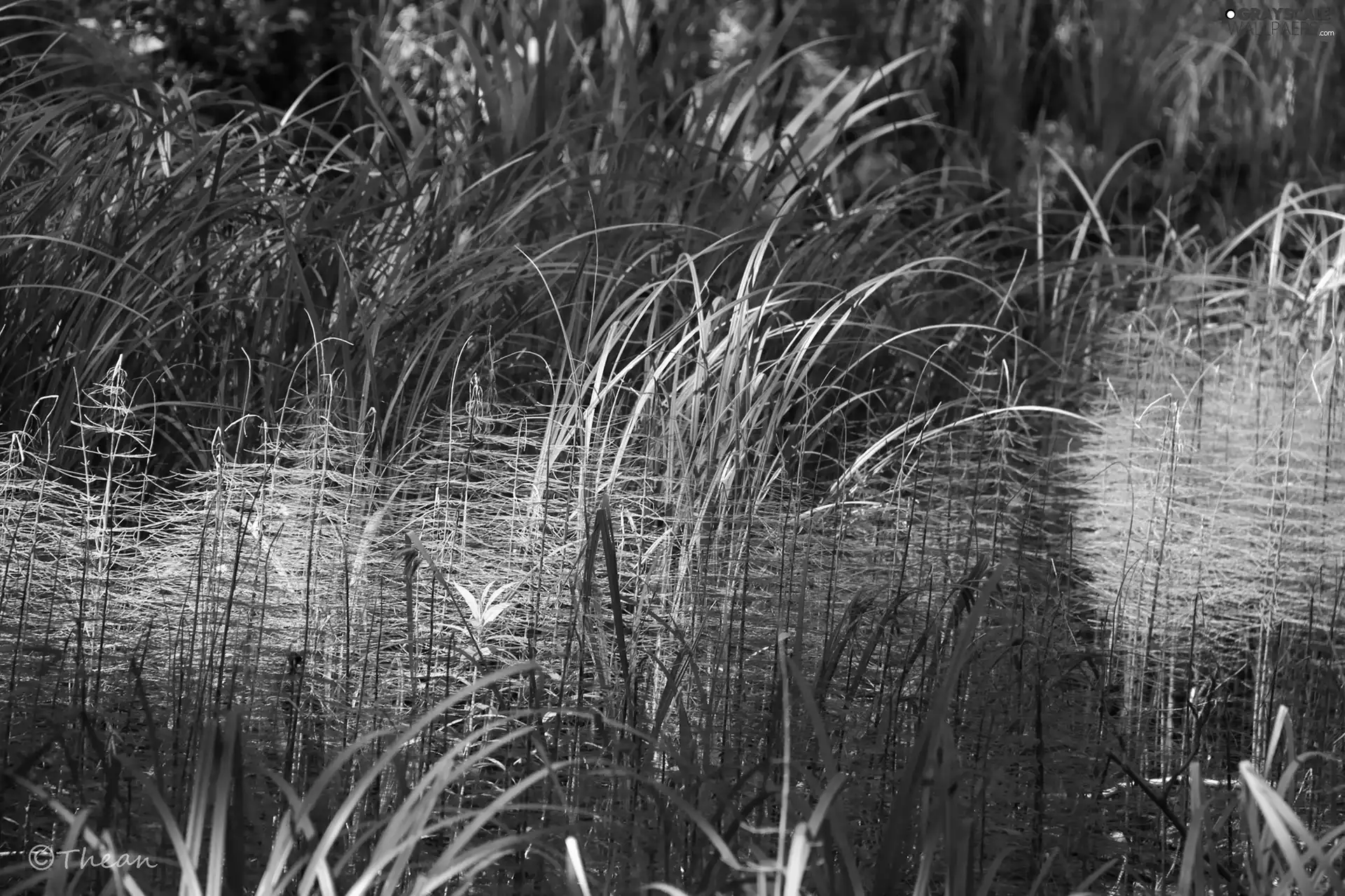 Plants, green ones, grass