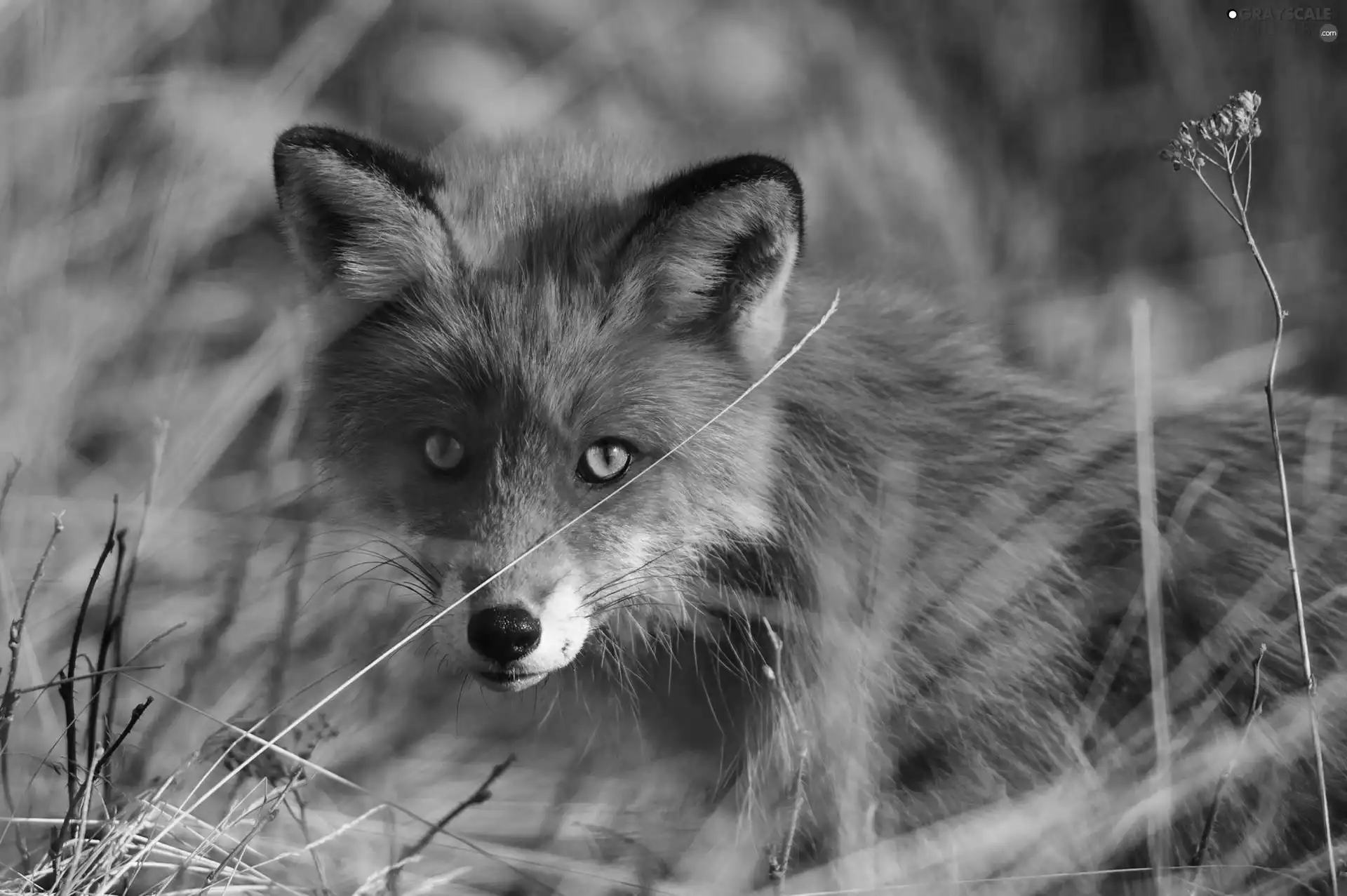 Head, blades, grass, Fox