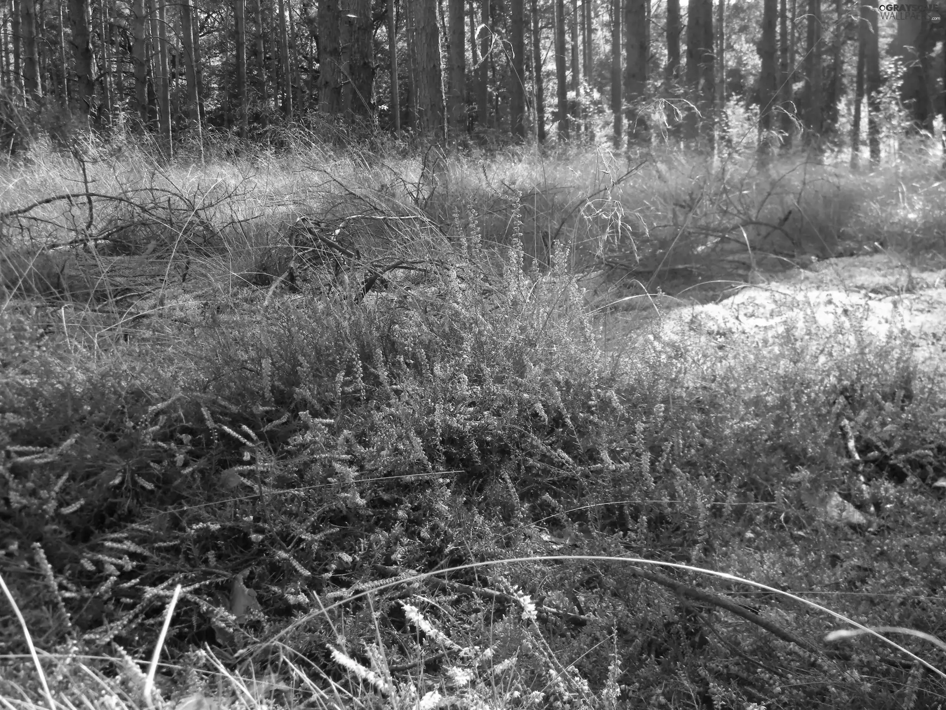 grass, forest, heathers