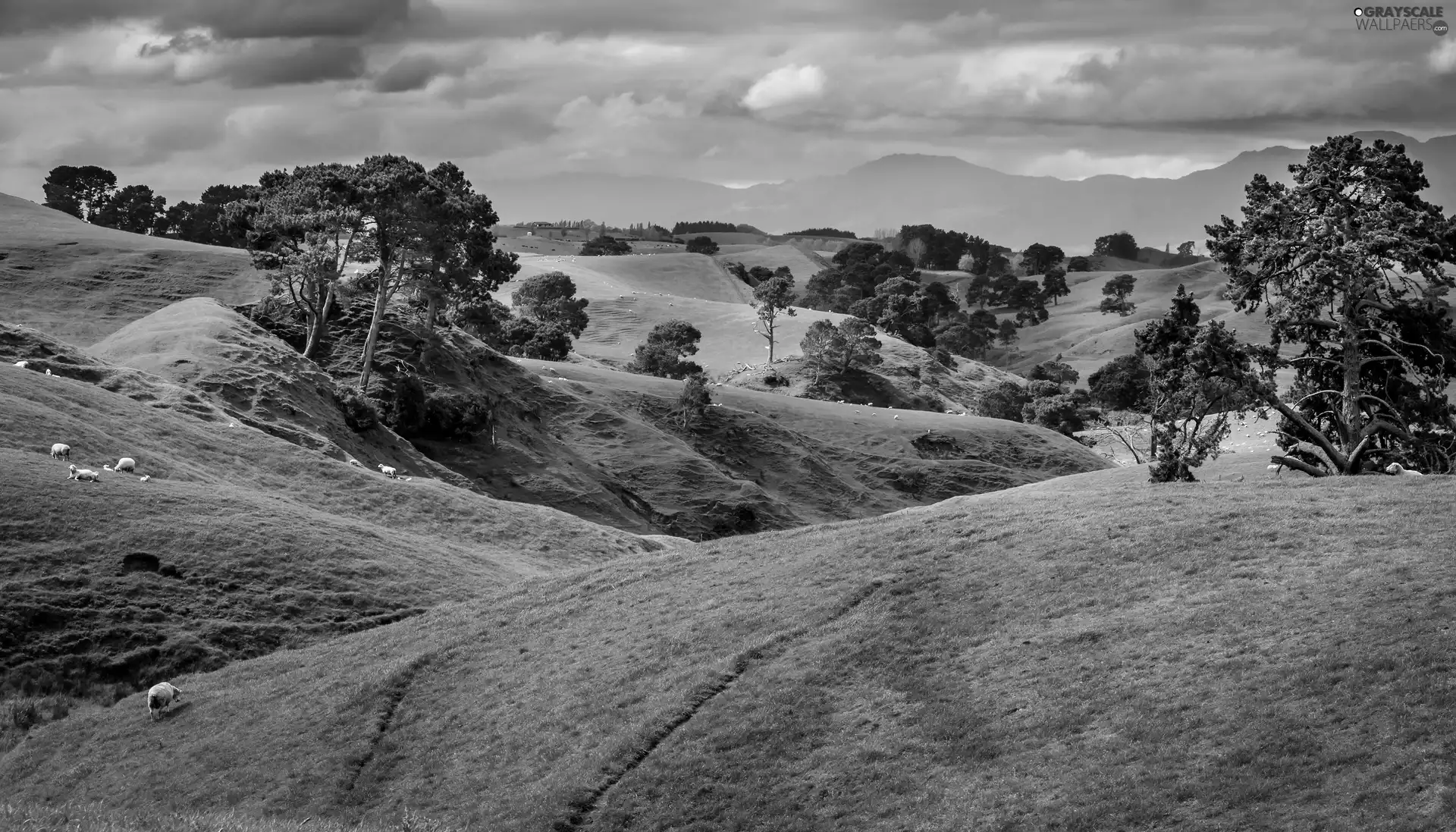 The Hills, Green, grass