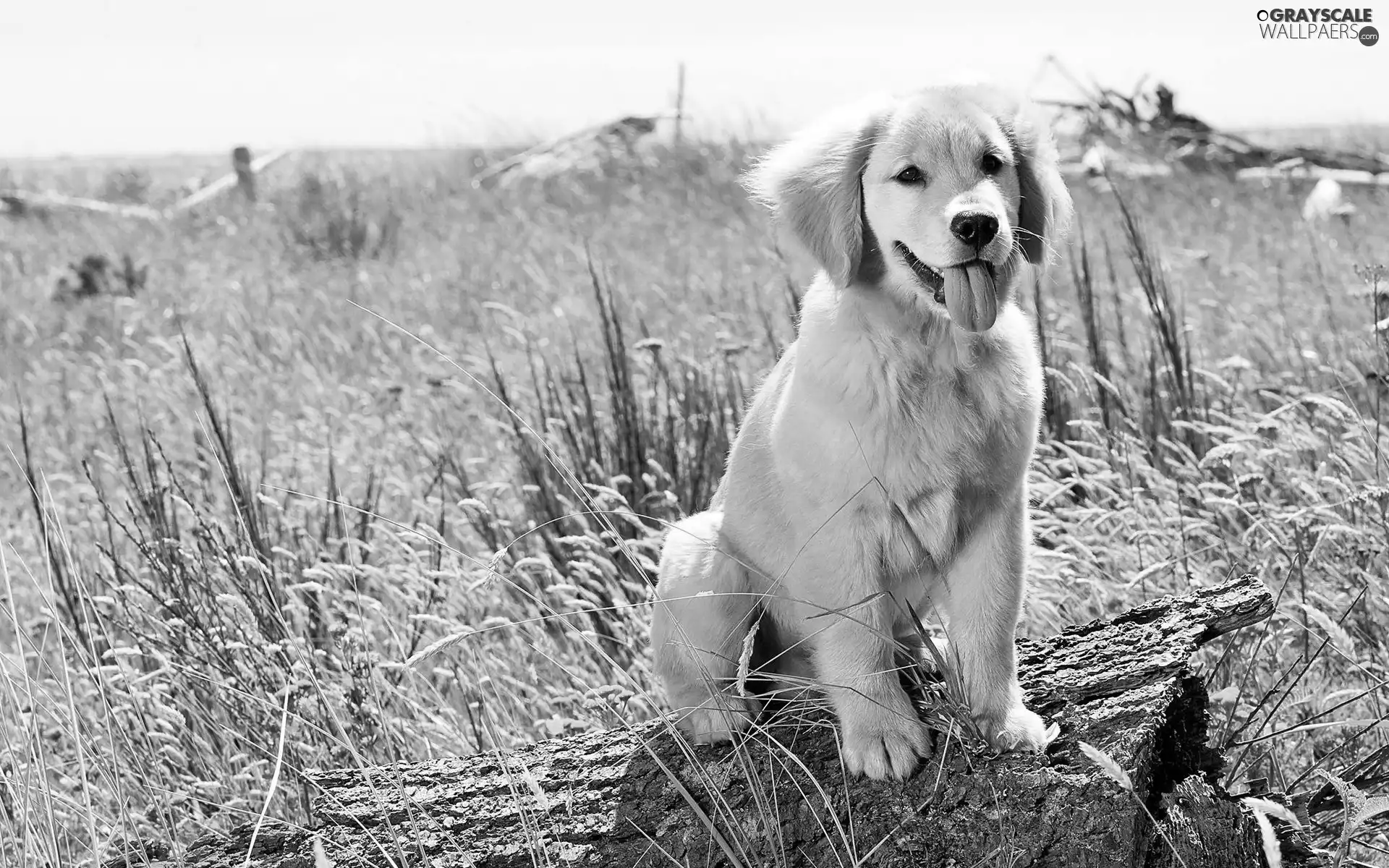 honeyed, Meadow, grass, Puppy
