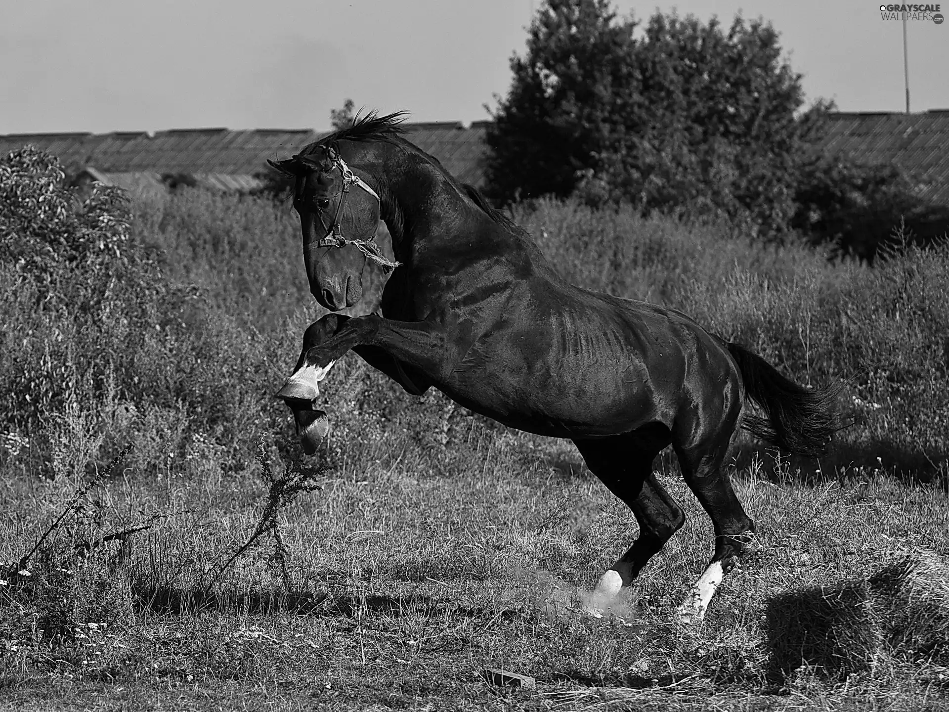 grass, Beatyfull, Horse