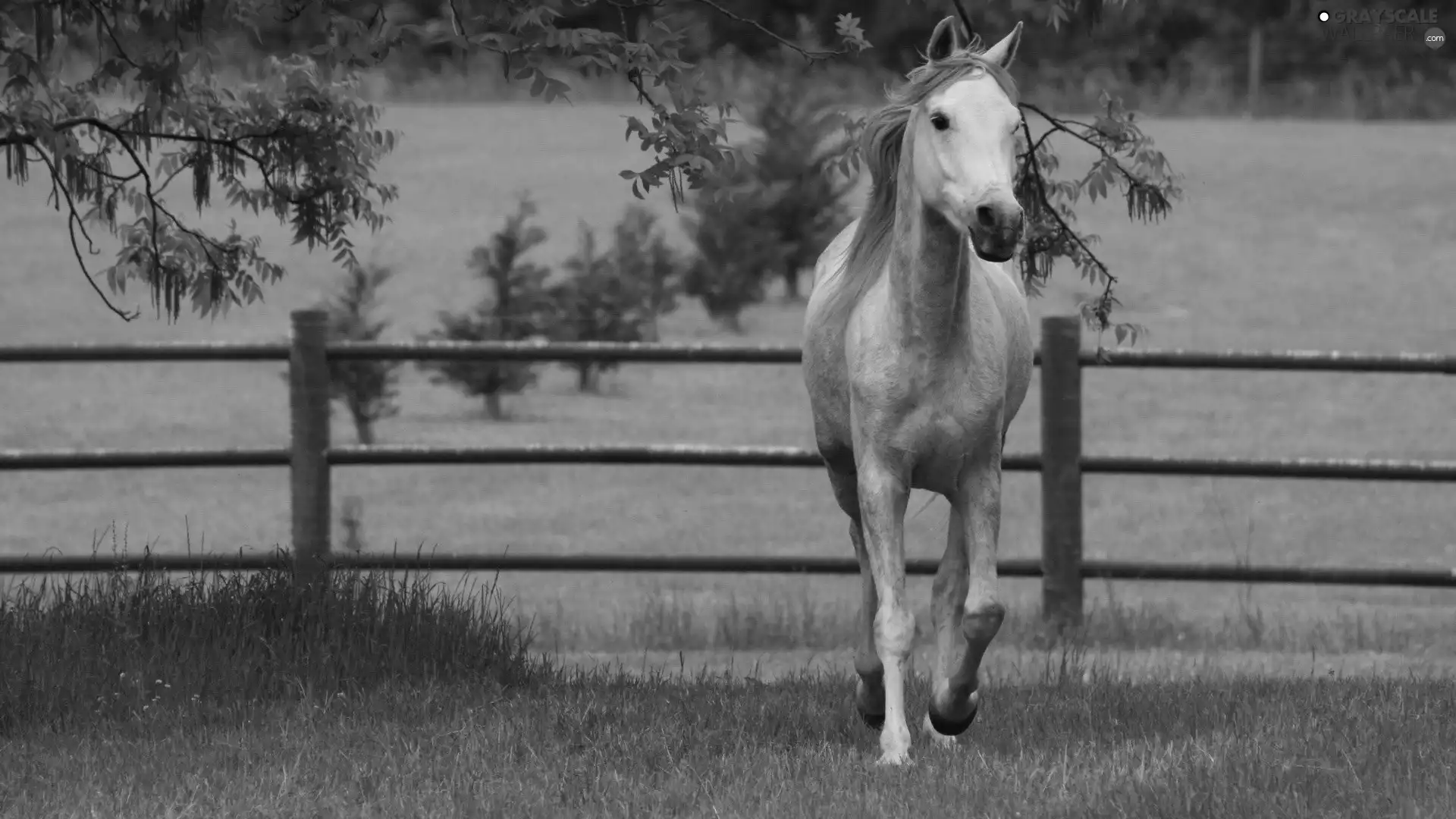 Horse, fence, grass, grizzle