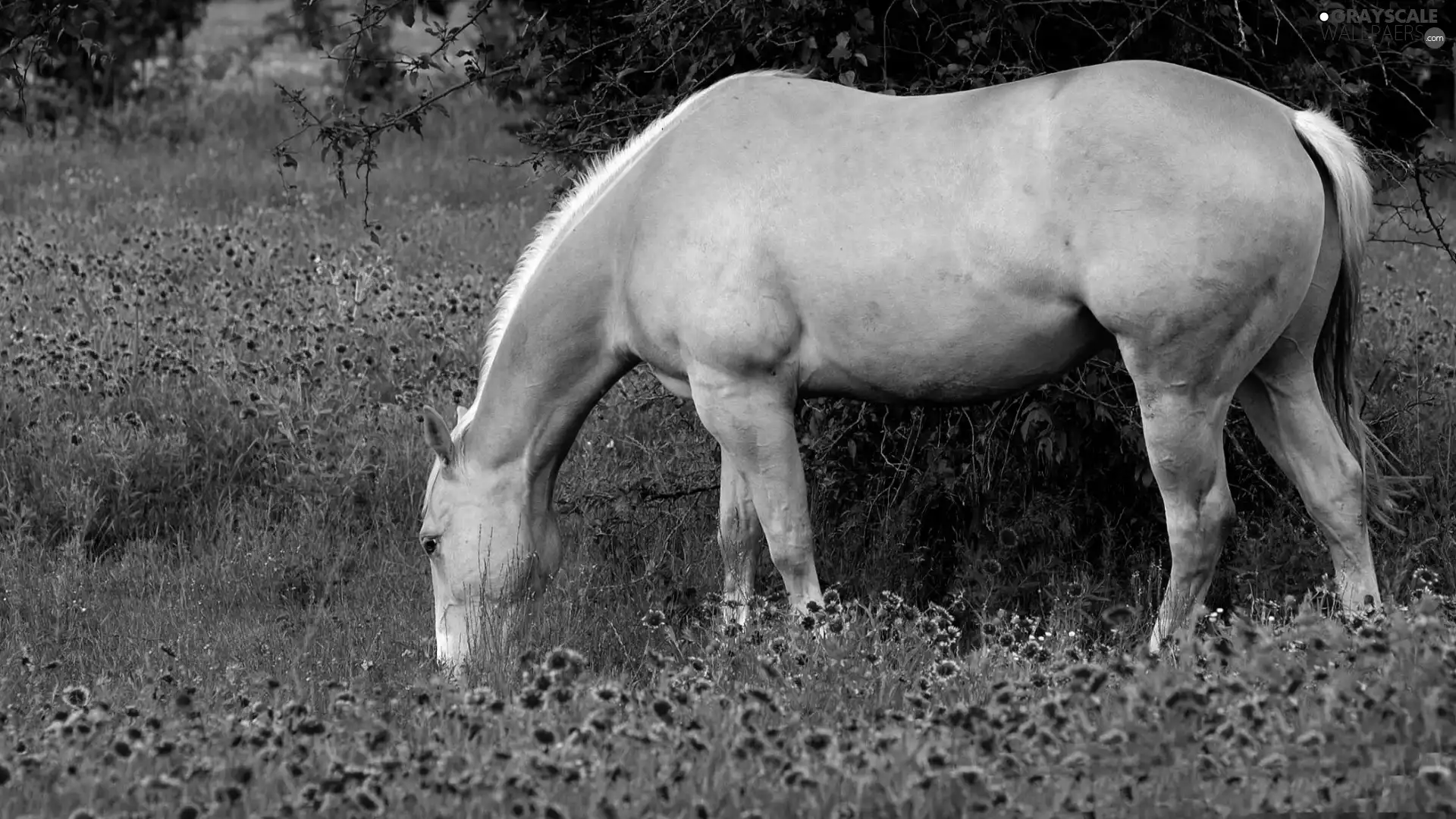 Horse, grass